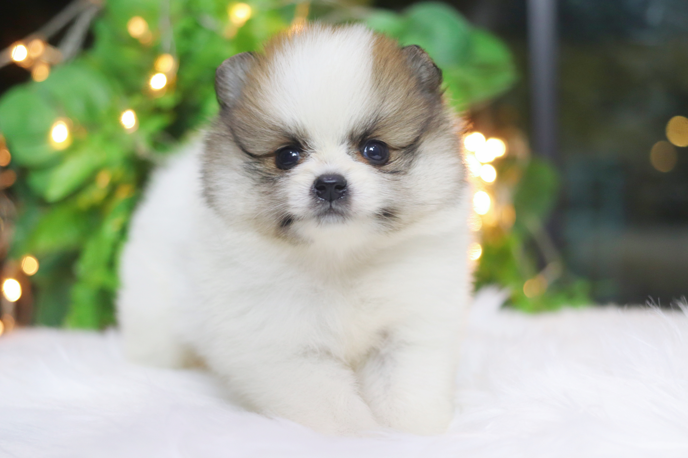 ปอมเมอเรเนียน เพศผู้สีแฟนซี