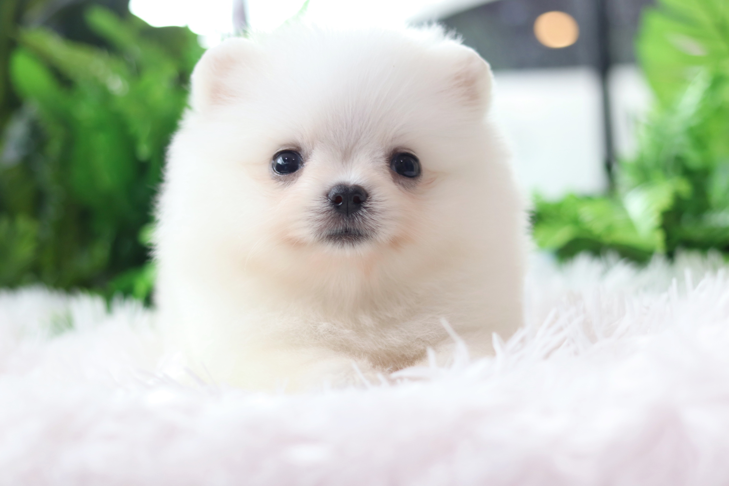 ปอมเมอเรเนียน เพศผู้ สีขาวครีม