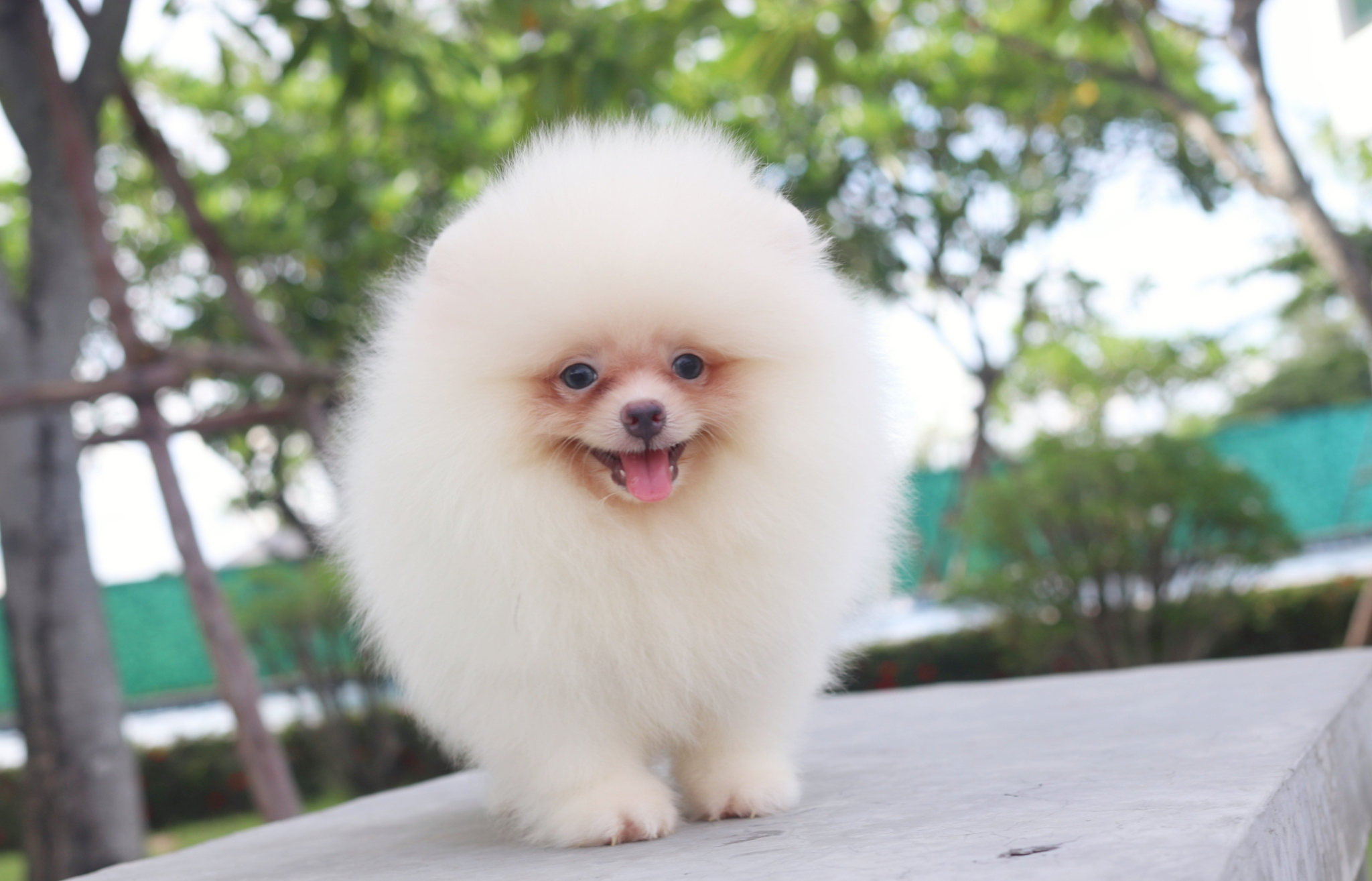 ปอมเมอเรเนียน เพศผู้ สีขาวครีม