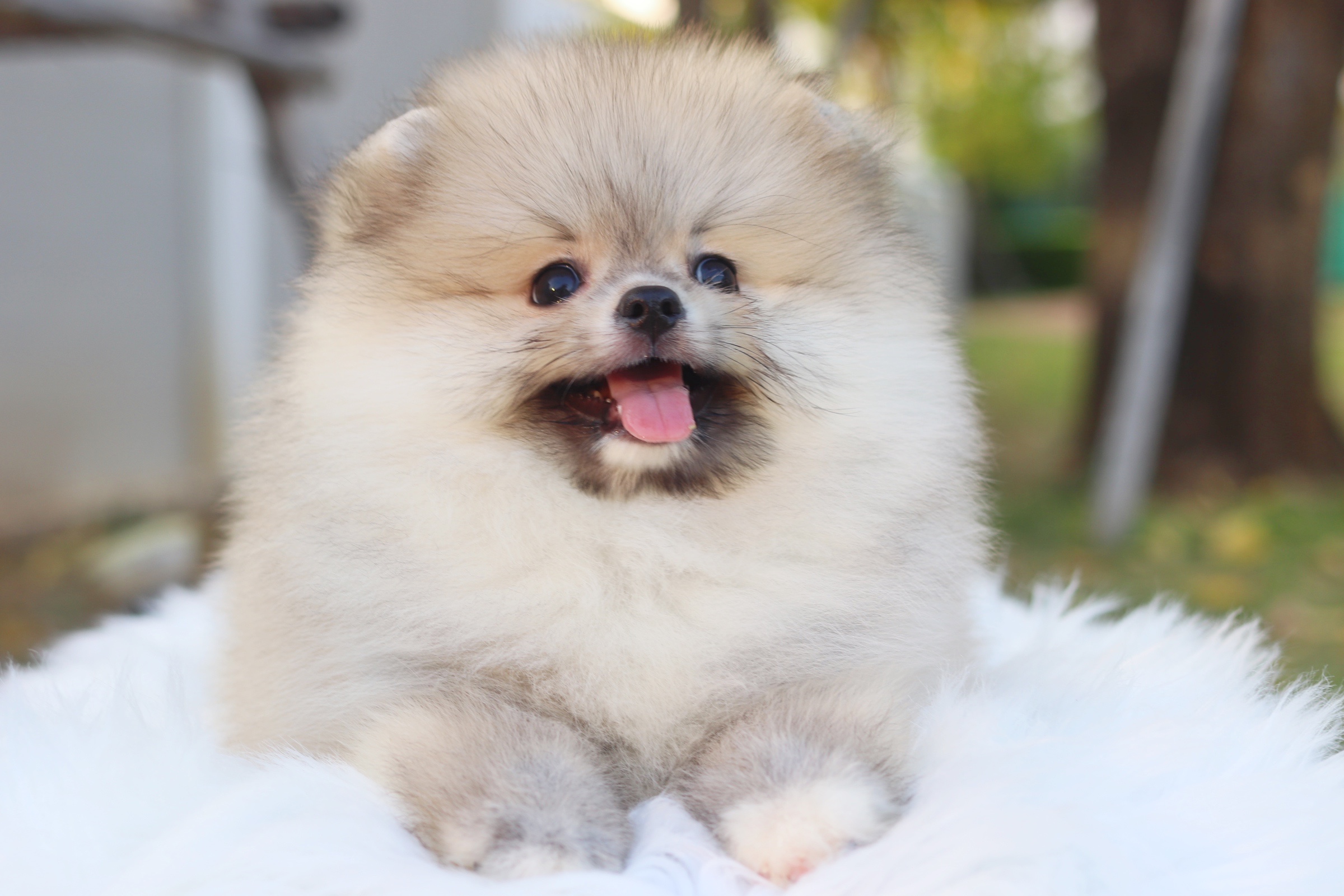 ปอมเมอเรเนียน เพศผู้สีส้ม