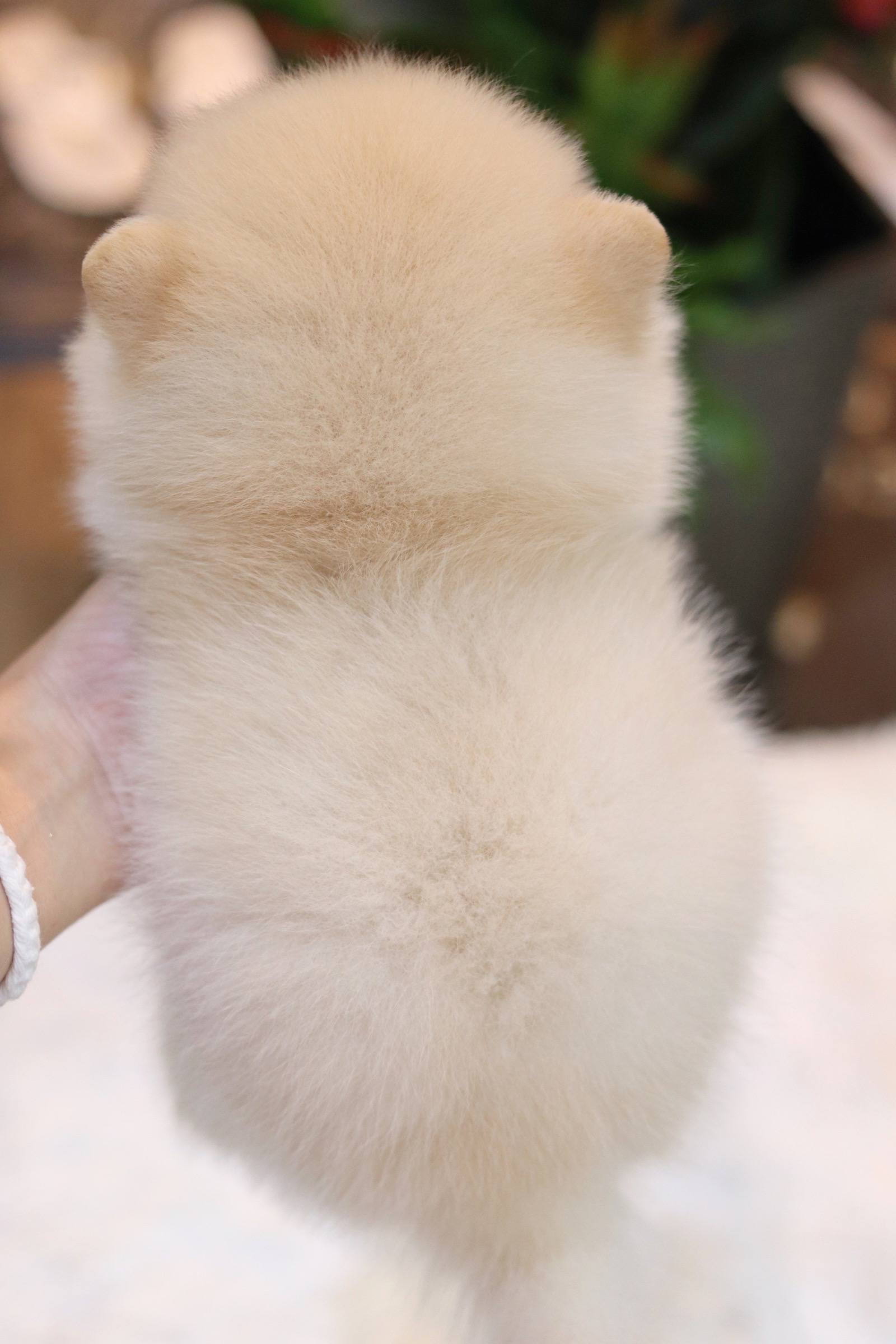 ปอมเมอเรเนียน เพศผู้ สีขาวครีม