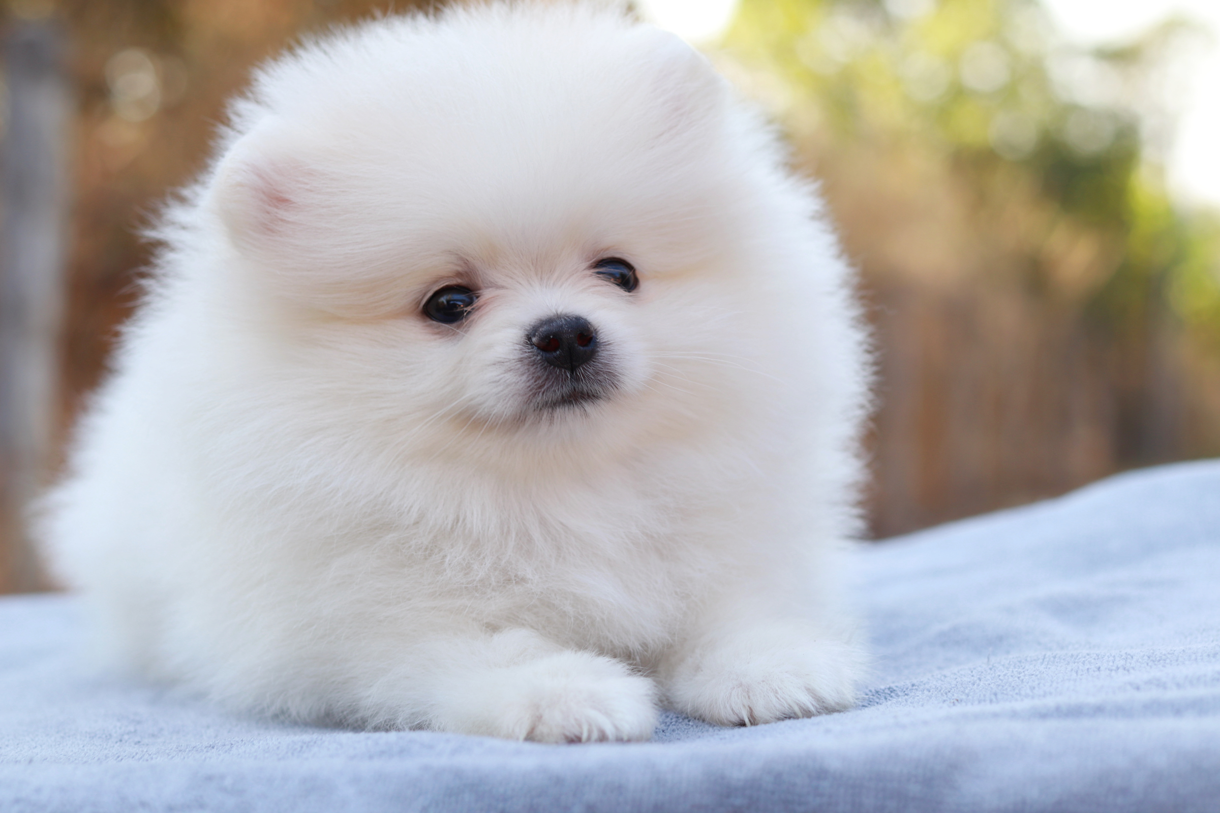 ปอมเมอเรเนียน เพศเมียขาว