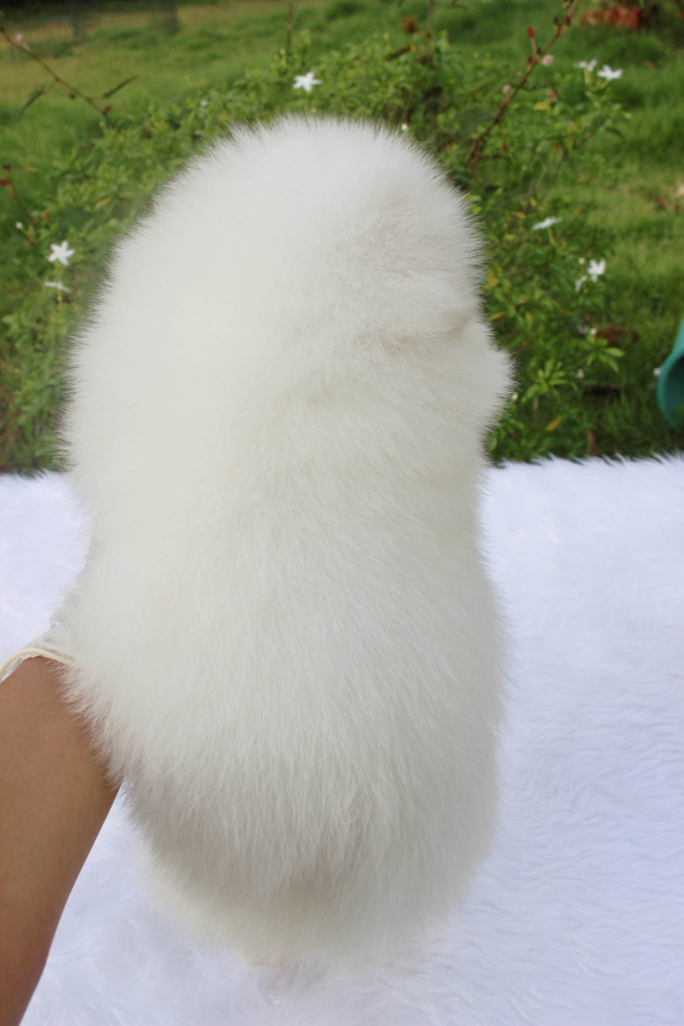 ปอมเมอเรเนียน เพศผู้ ขาวครีม