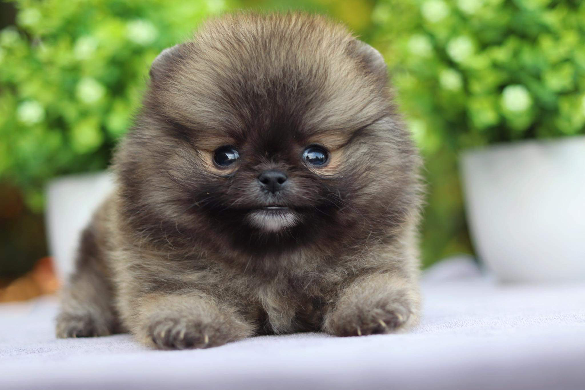 ปอมเมอเรเนียน เพศเมีย ทีคัพ