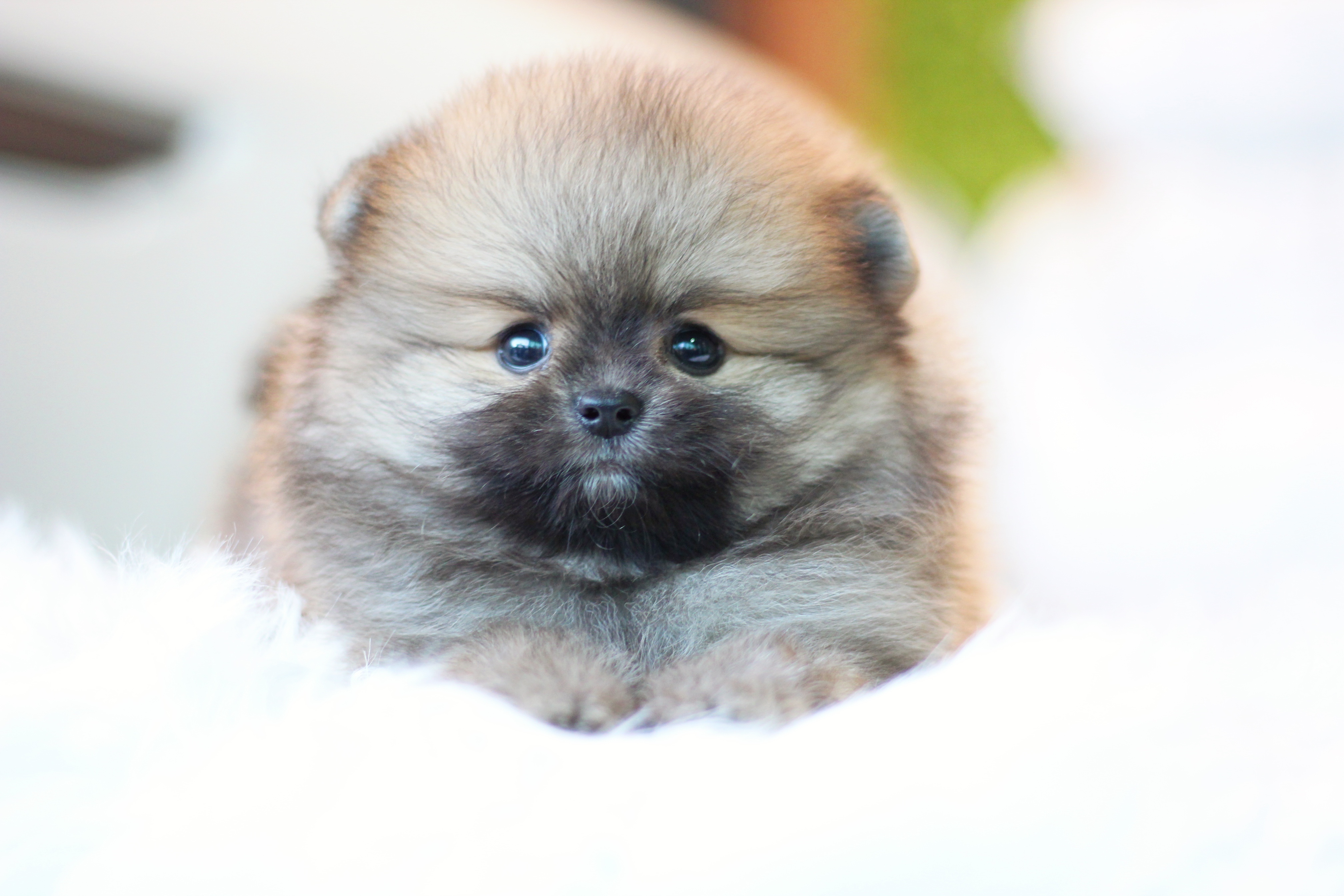 ปอมเมอเรเนียน เพศผู้ สีส้ม