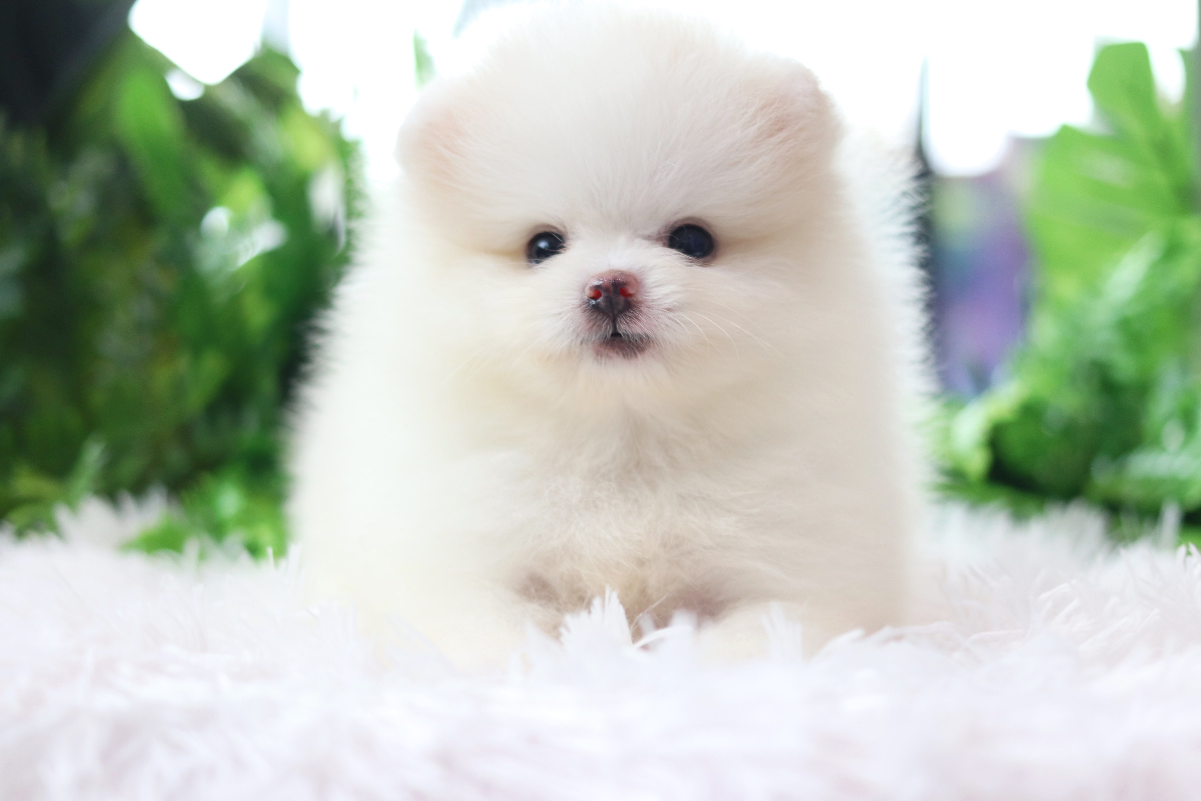 ปอมเมอเรเนียน เพศเมีย สีขาวครีม