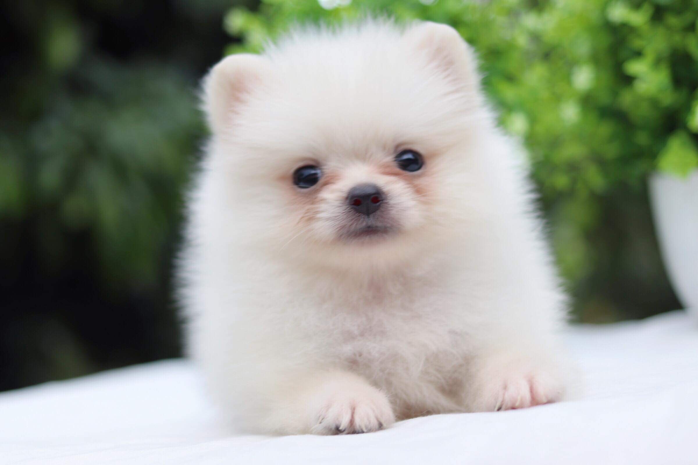 ปอมเมอเรเนียน เพศผู้