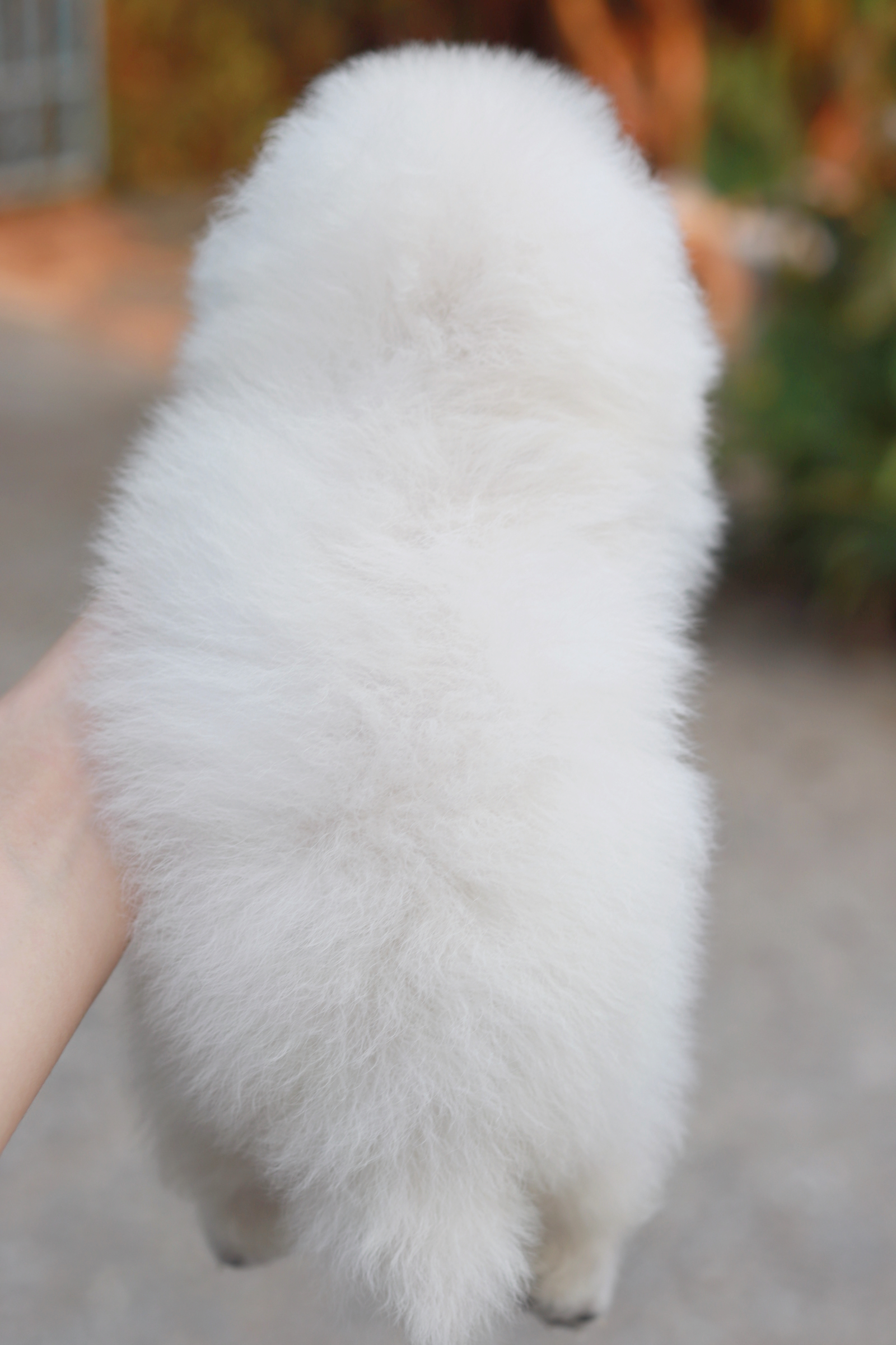 ปอมเมอเรเนียน เพศเมีย