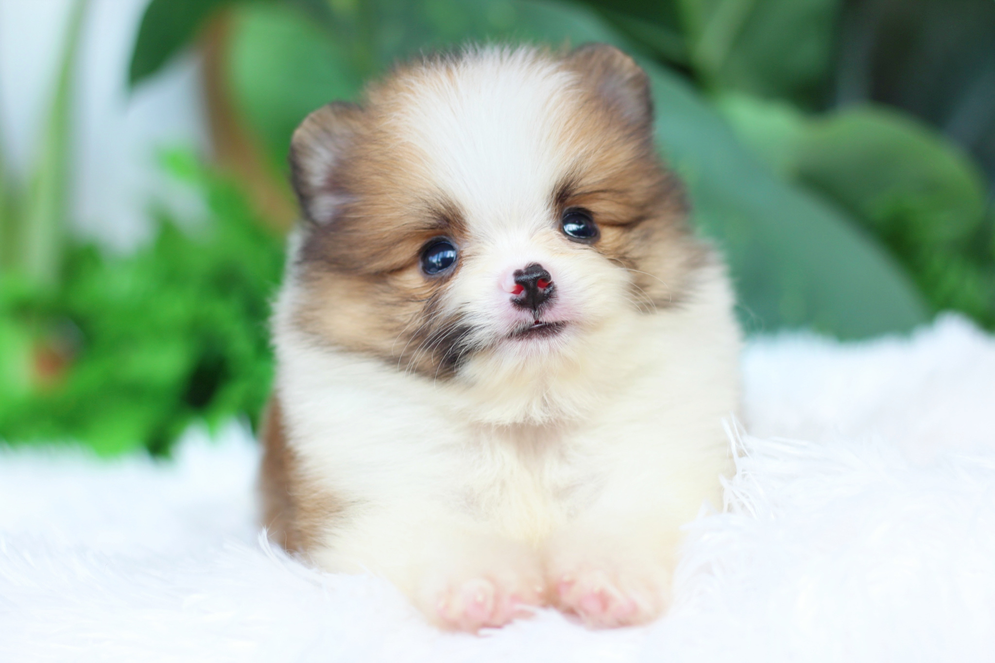 ปอมเมอเรเนียน เพศเมียแฟนซี