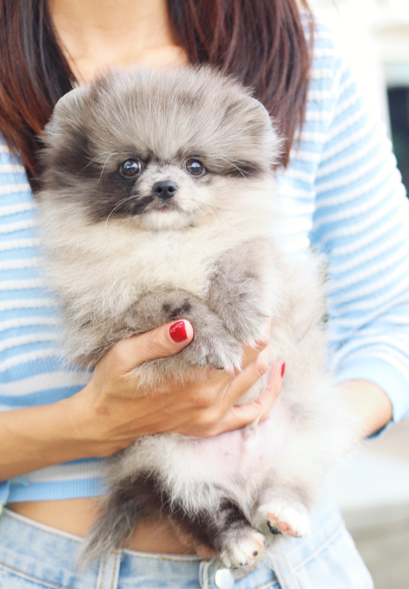 ปอมเมอเรเนียน เพศผู้ สีเมอร์เร่