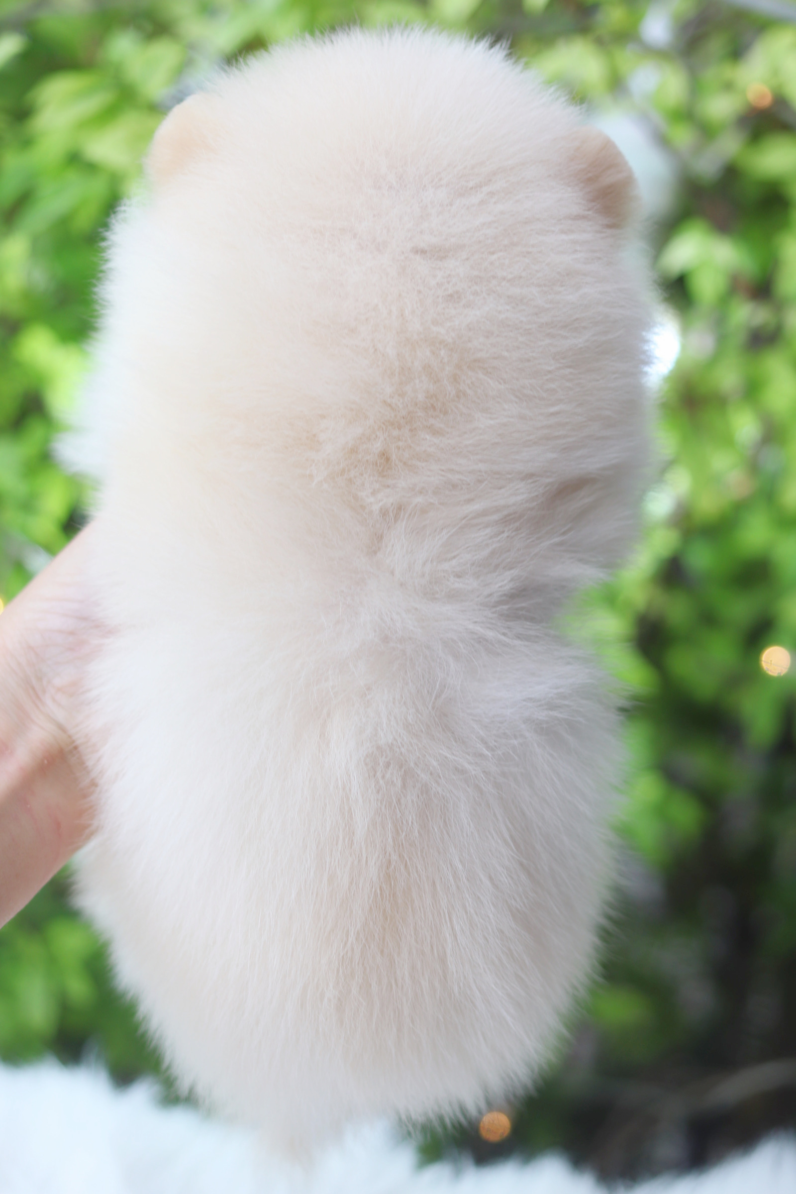 ปอมเมอเรเนียน เพศเมียสีขาวครีม