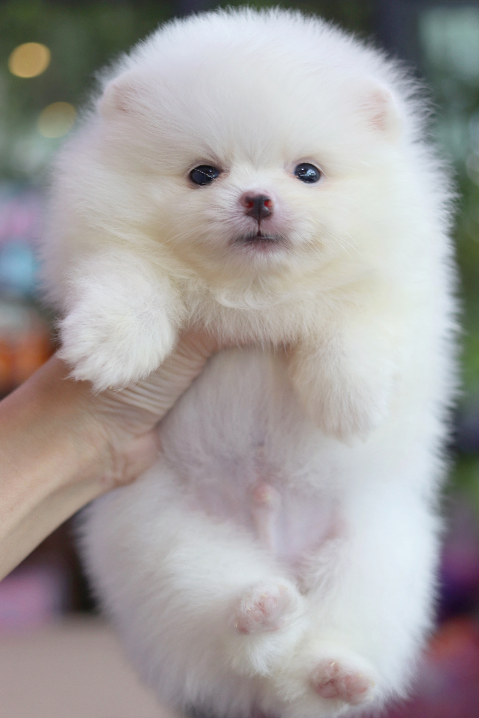 ปอมเมอเรเนียน เพศผู้ สีขาวครีม