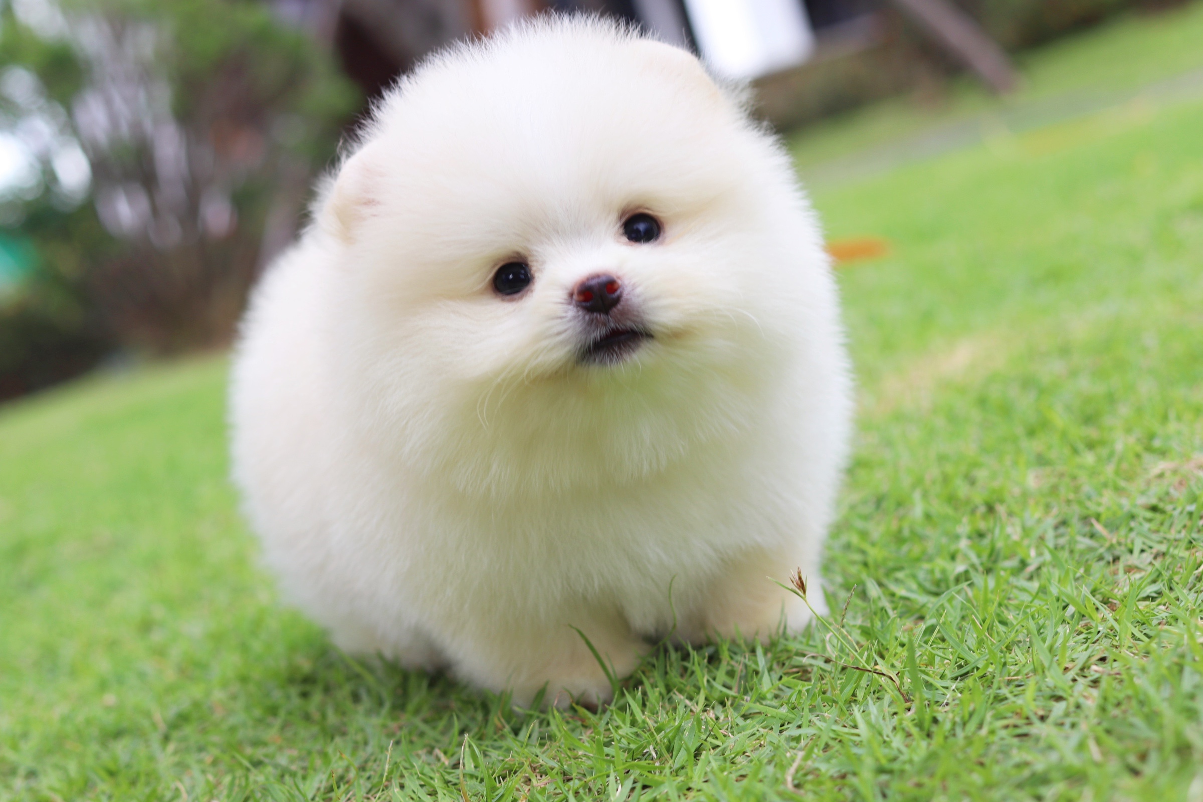 ปอมเมอเรเนียน เพศผู้ สีขาวครีม เกรดโชว์