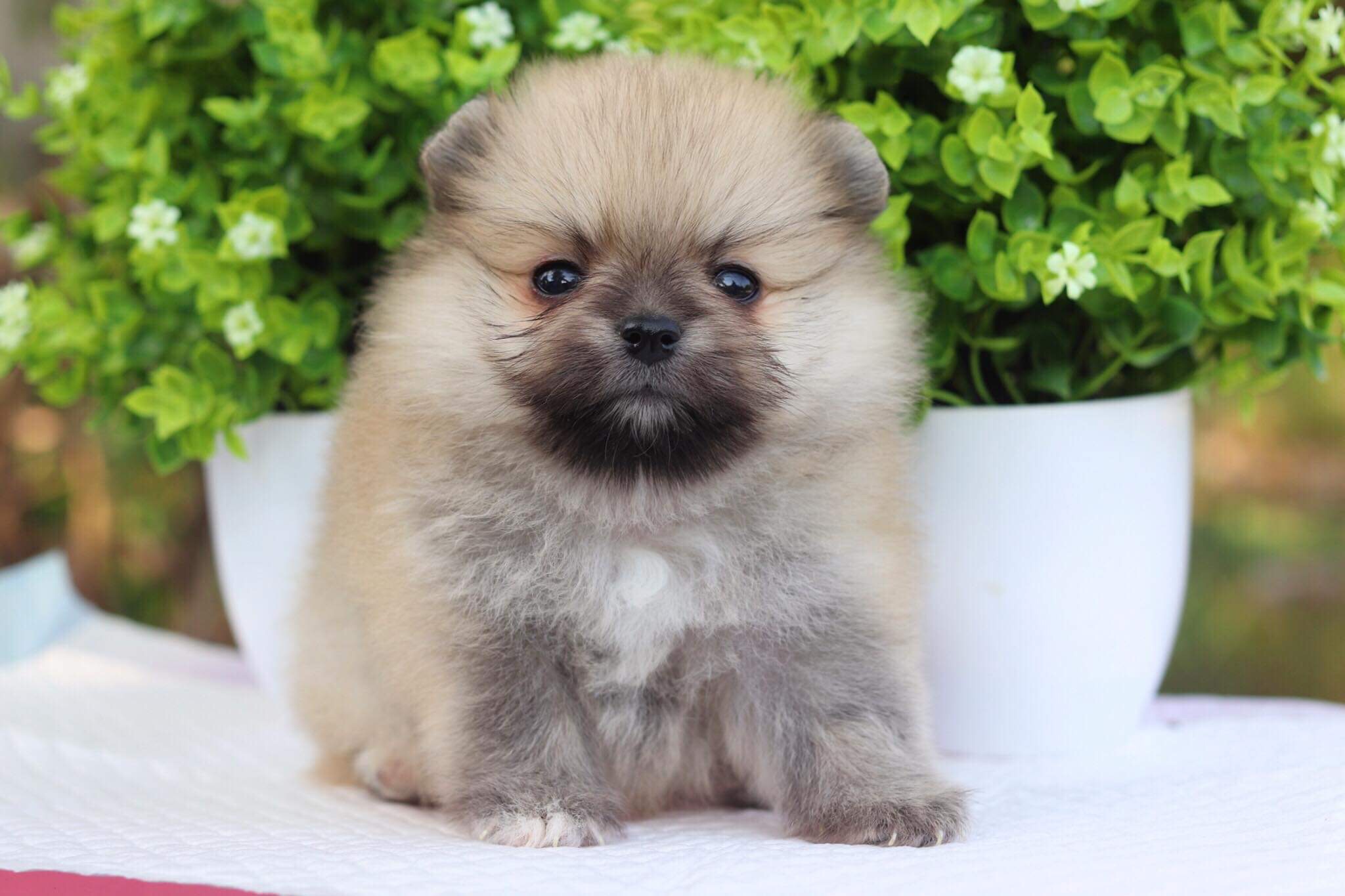 ปอมเมอเรเนียน เพศผู้