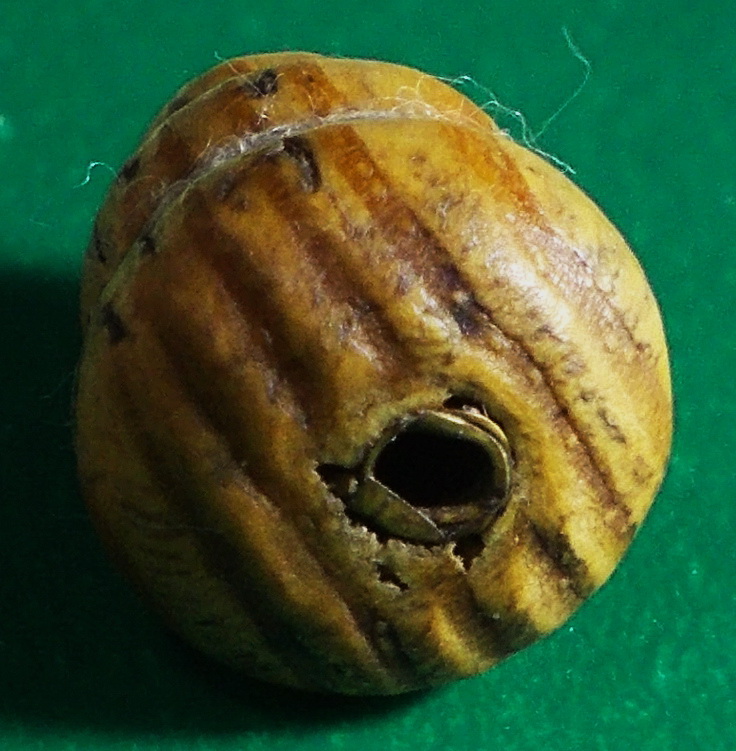 น้ำเต้าไม้มะยมตายพราย หลวงปู่บุญ วัดกลางบางแก้ว ฝังตะกรุดทอง #lnw438