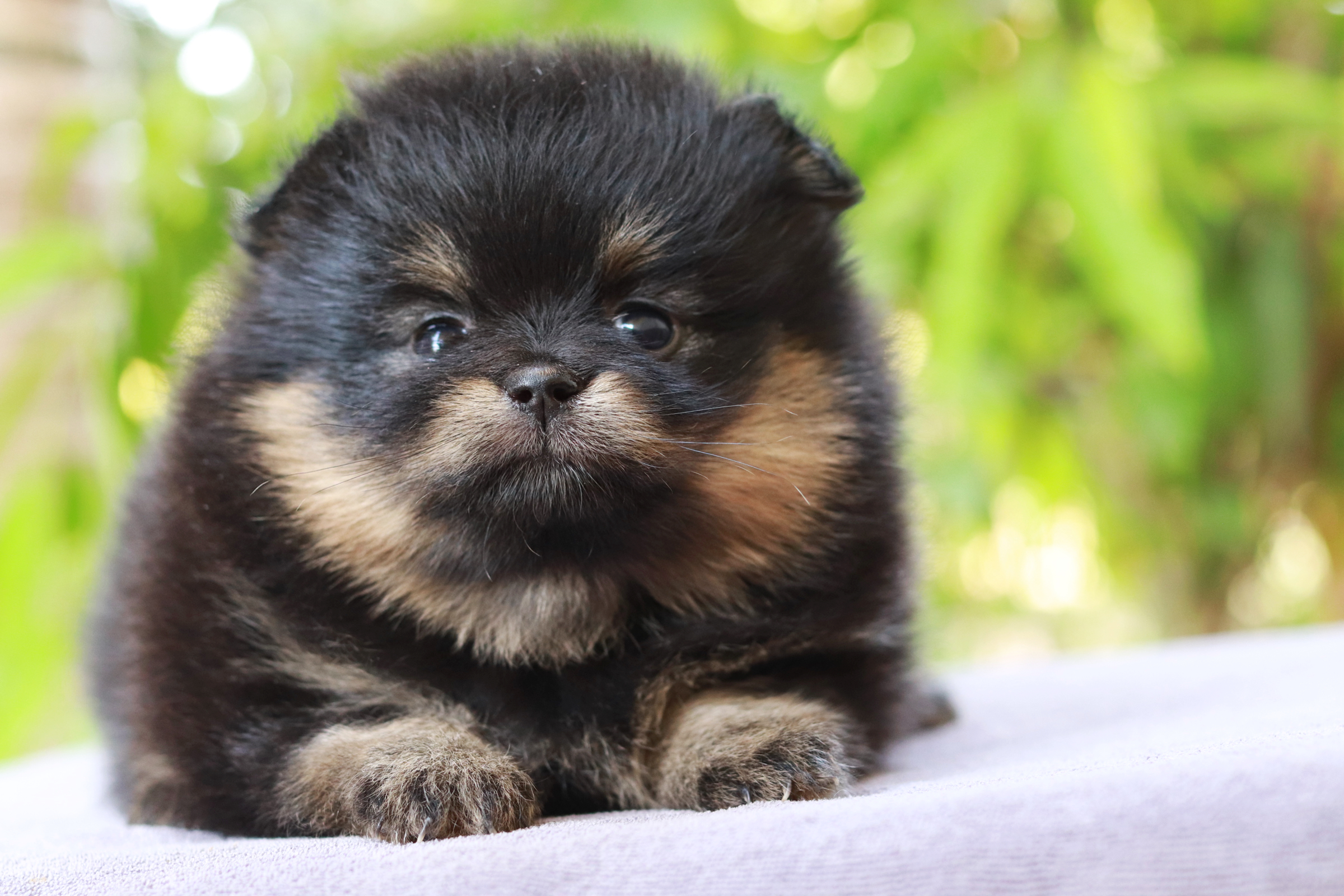 ปอมเมอเรเนียน เพศเมีย แบล็คแทน