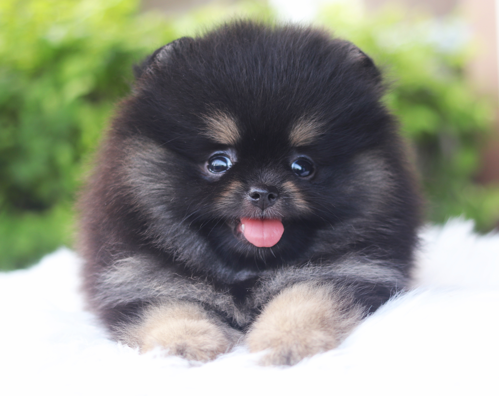 ปอมเมอเรเนียน เพศเมียสีแบล็คแทน