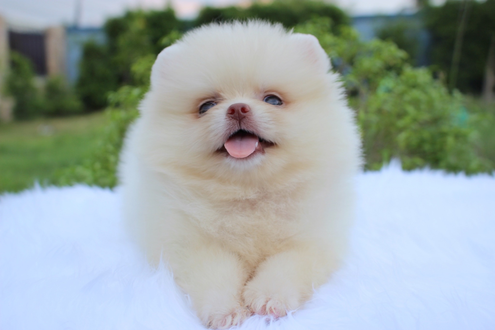 ปอมเมอเรเนียน เพศผู้ ขาวครีม