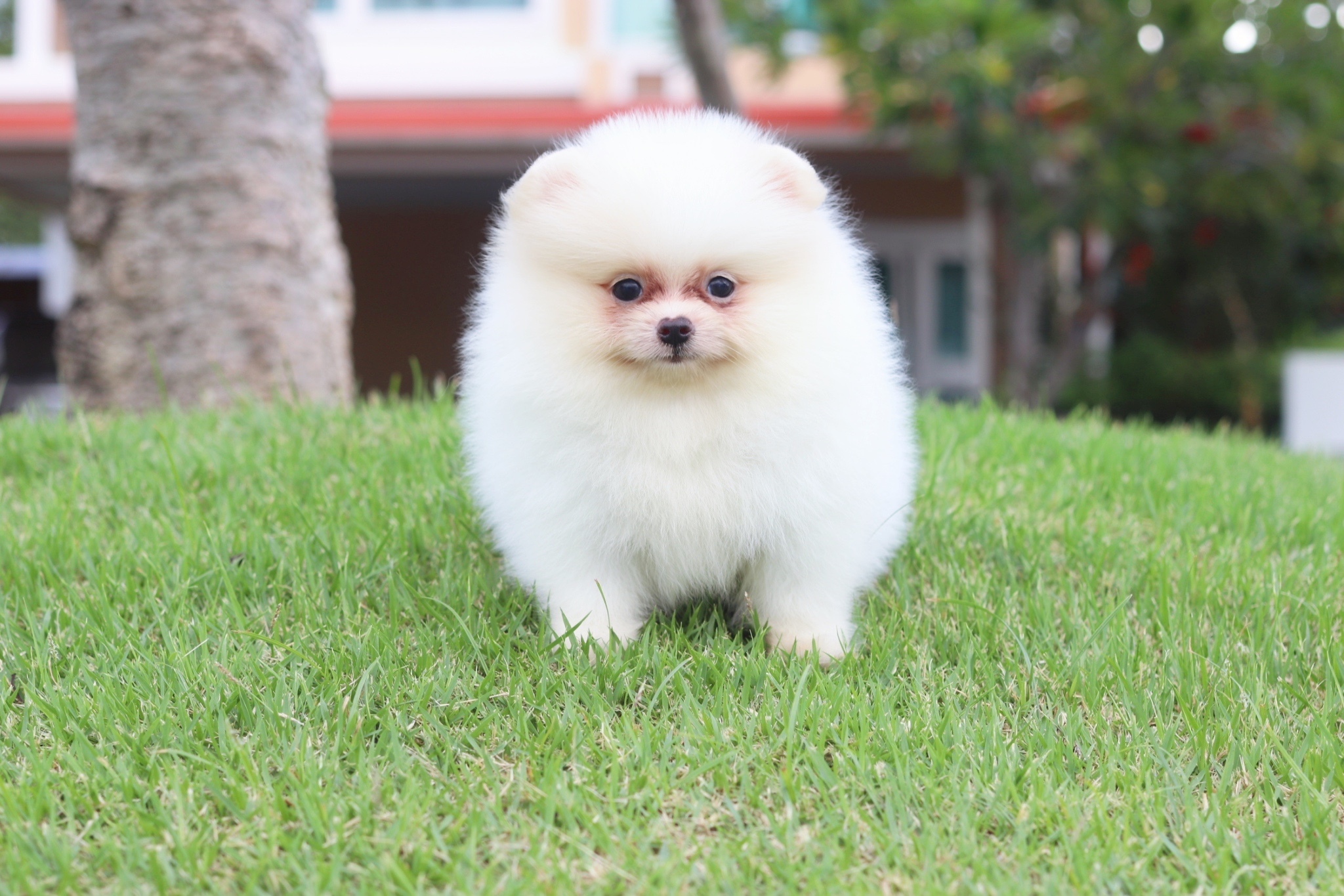 ปอมเมอเรเนียน เพศผู้สีขาวครีม