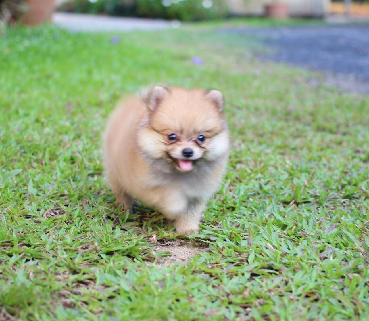 ปอมเมอเรเนียน เพศเมีย