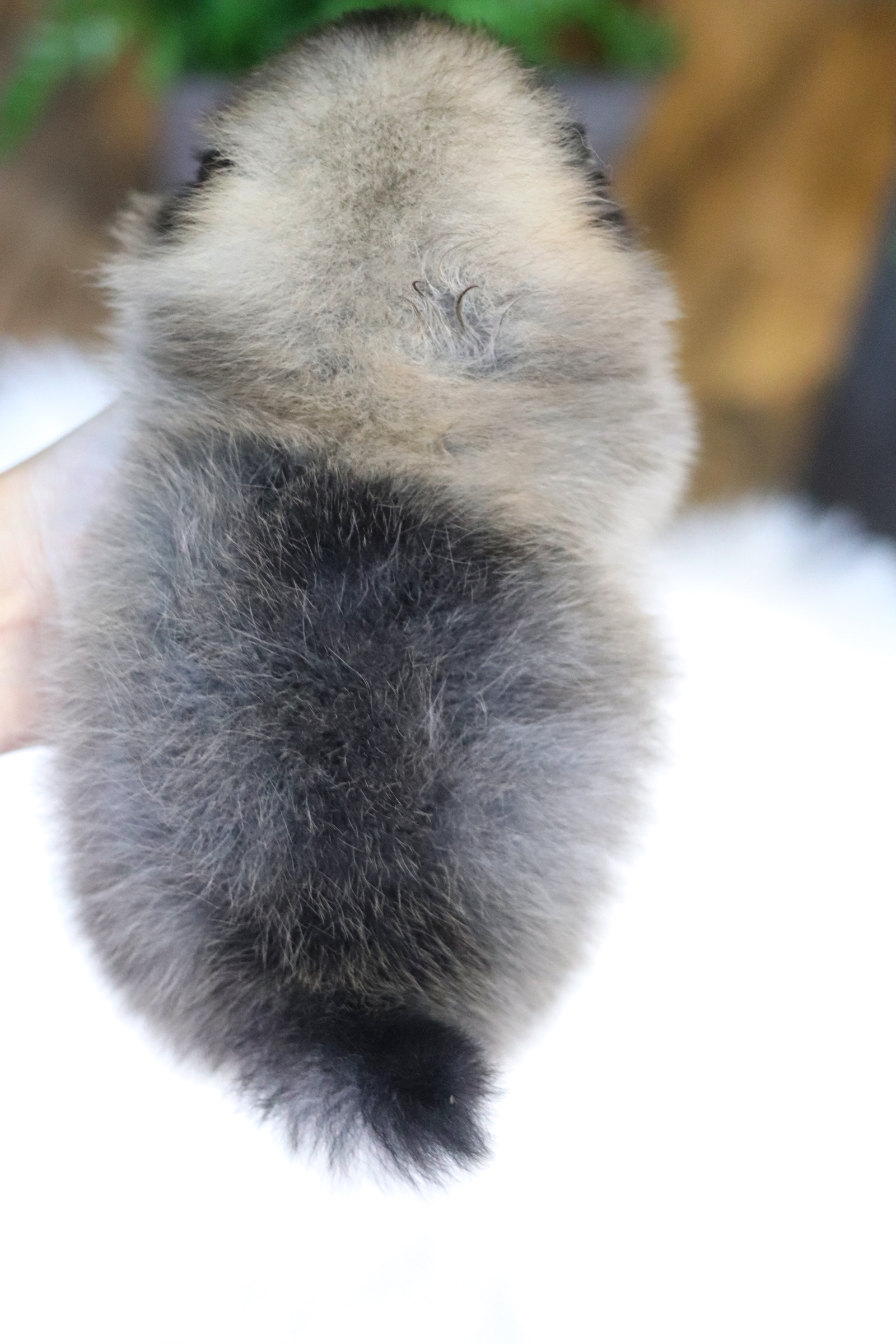 ปอมเมอเรเนียน เพศผู้ ทีคัพสีส้ม