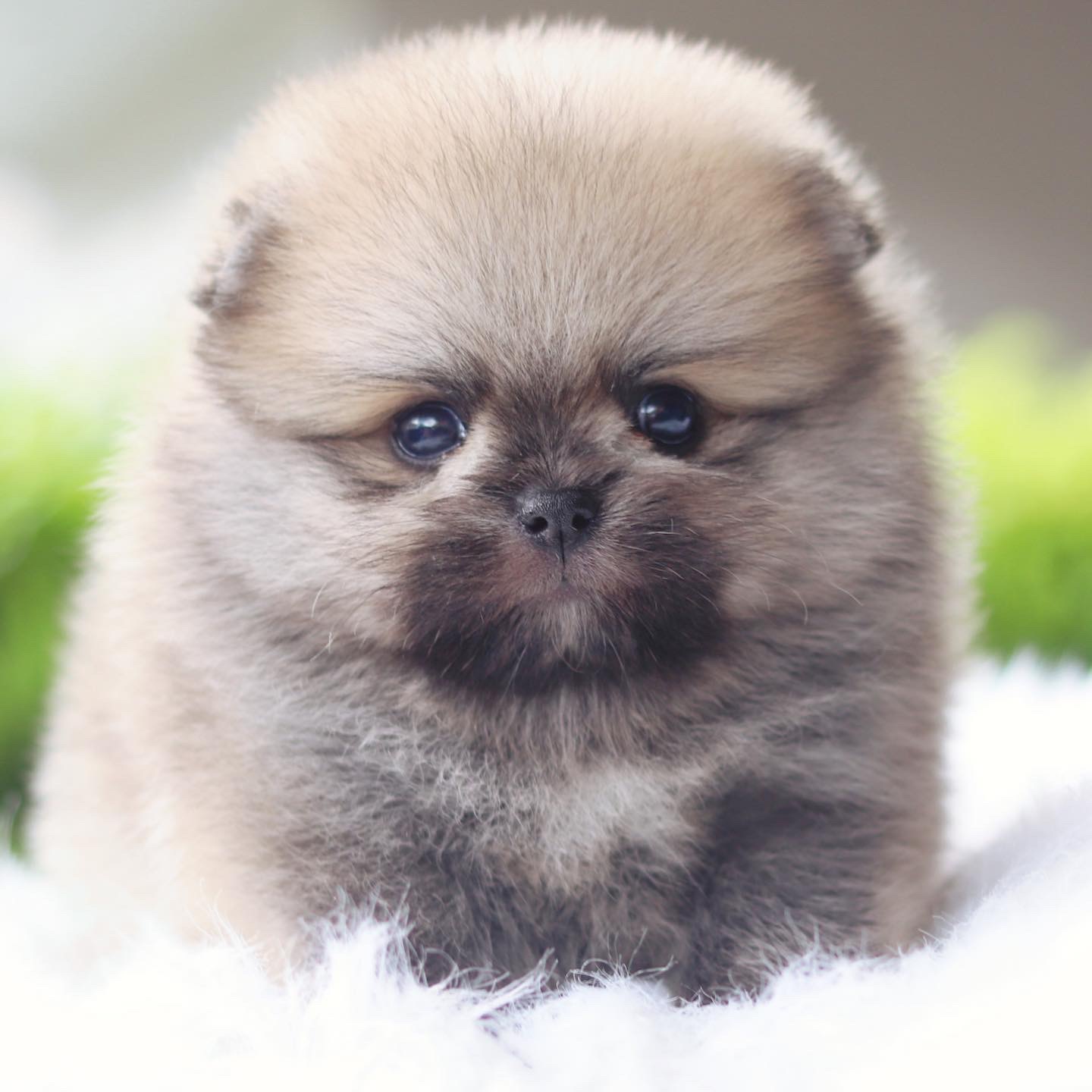 ปอมเมอเรเนียน เพศผู้สีส้ม