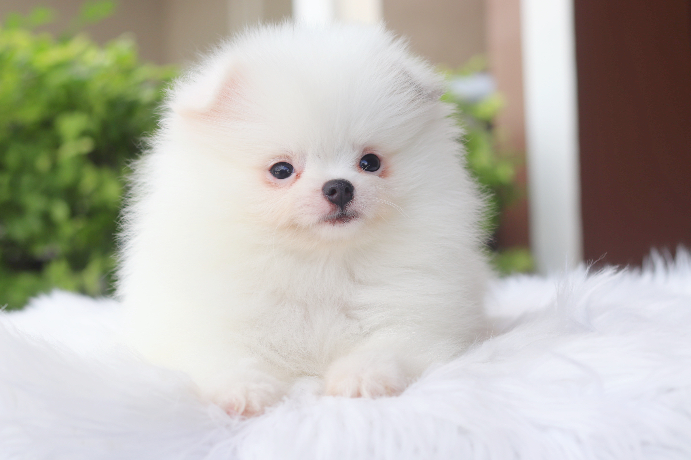 ปอมเมอเรเนียน เพศเมียสีแฟนซี