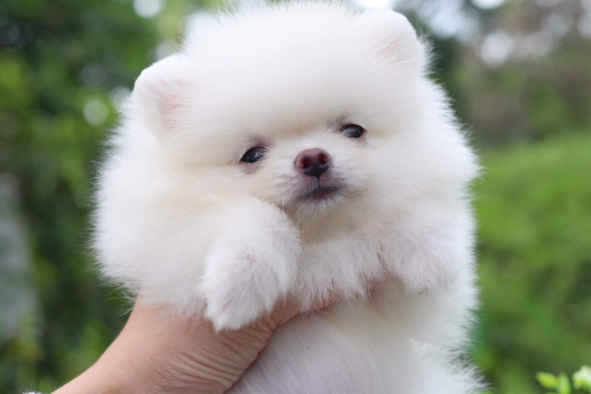 ปอมเมอเรเนียน เพศเมีย