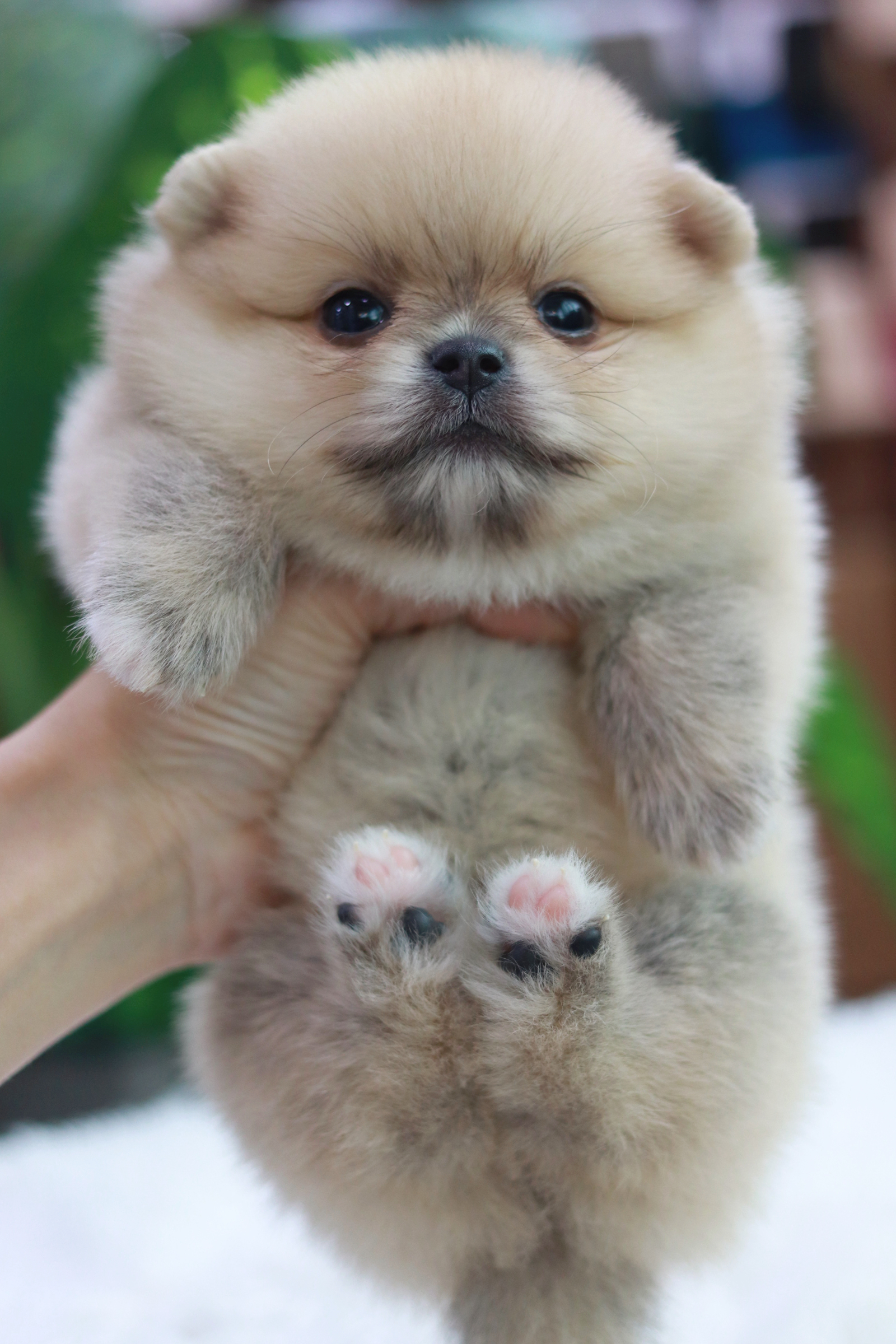 ปอมเมอเรเนียน เพศผู้ สีส้ม