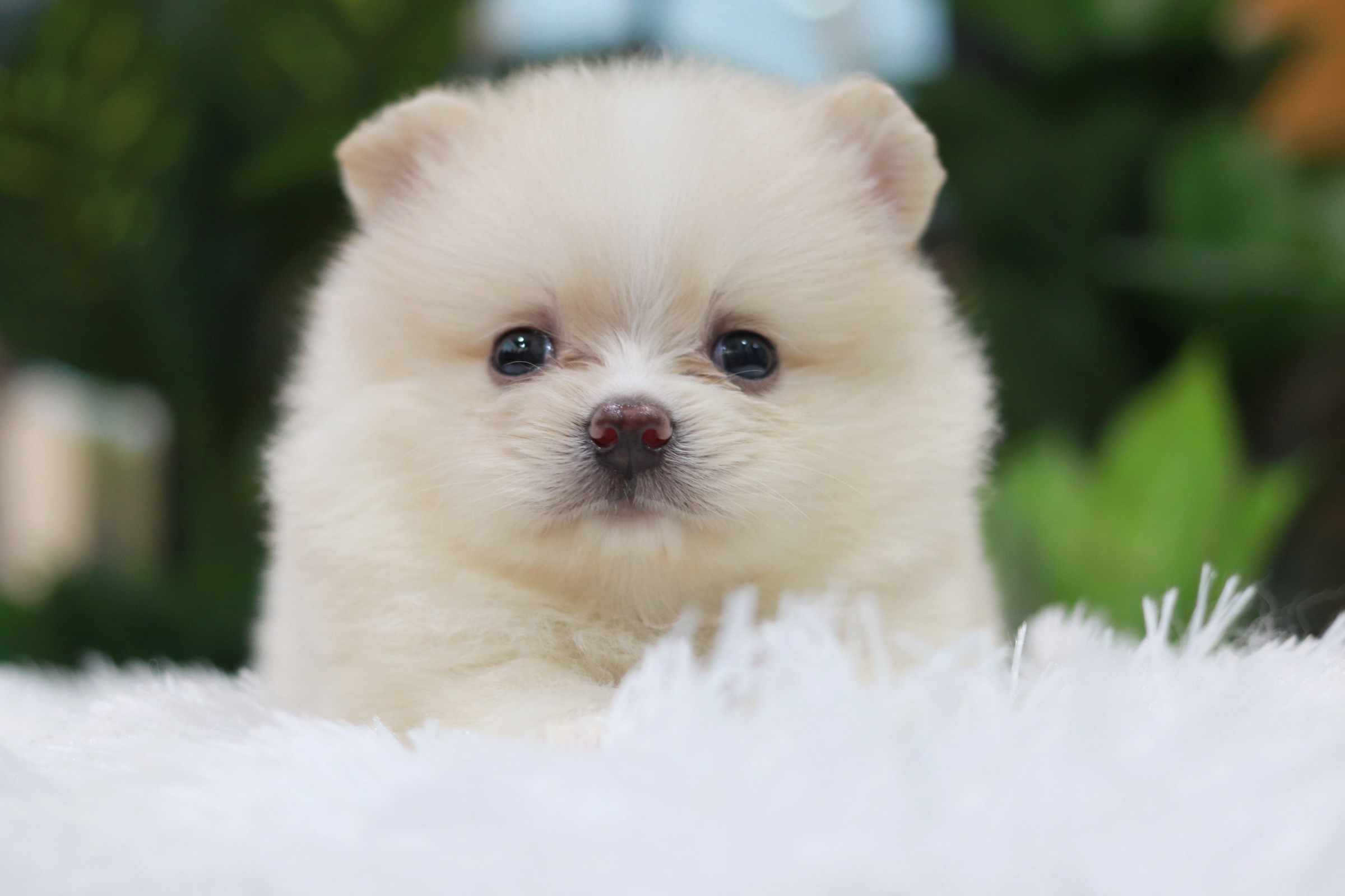 ปอมเมอเรเนียน เพศผู้ หน้าธรรมดา