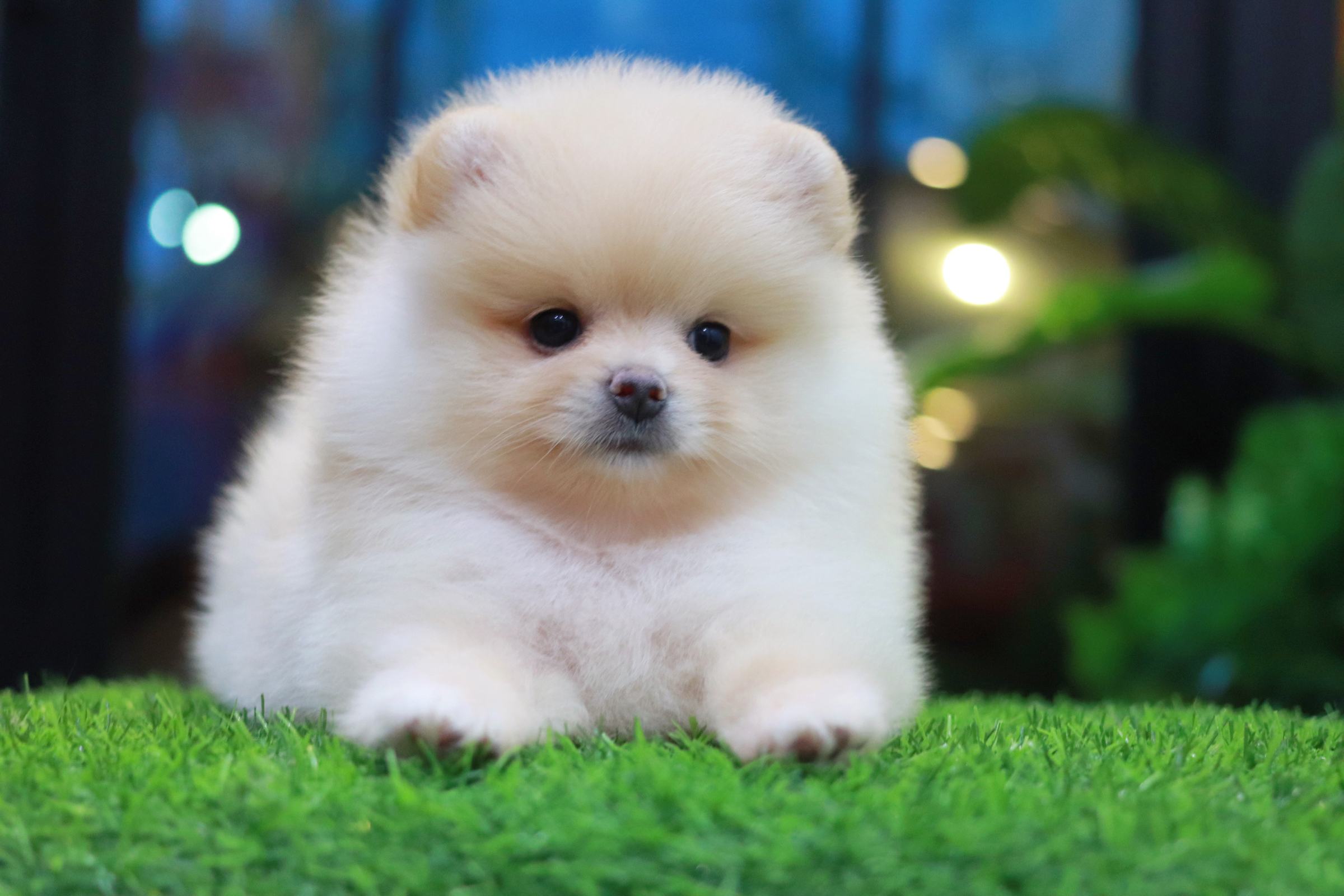 ปอมเมอเรเนียน เพศเมียขาวครีม