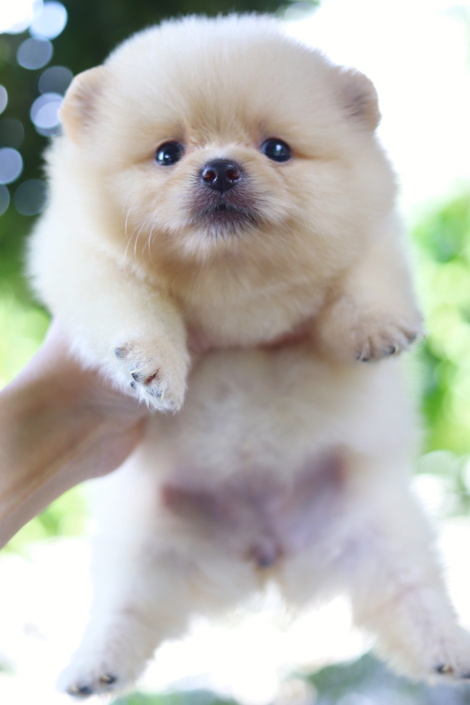 ปอมเมอเรเนียน เพศเมีย สีครีม