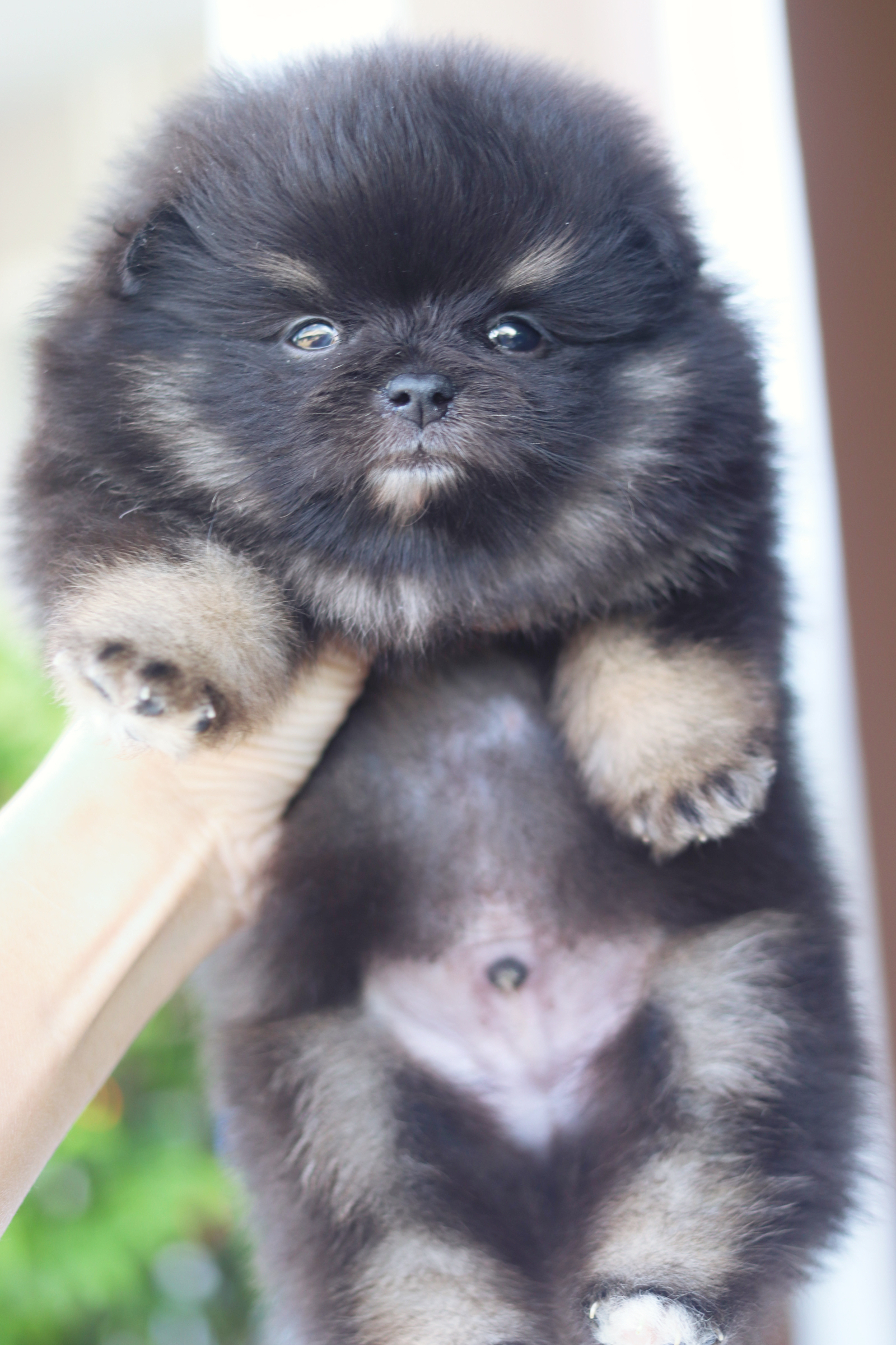 ปอมเมอเรเนียน เพศผู้สีแบล็คแทน