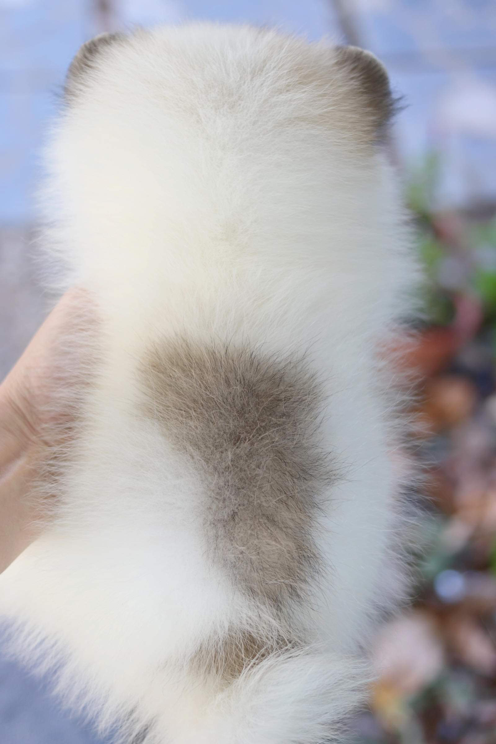 ปอมเมอเรเนียน เพศเมีย