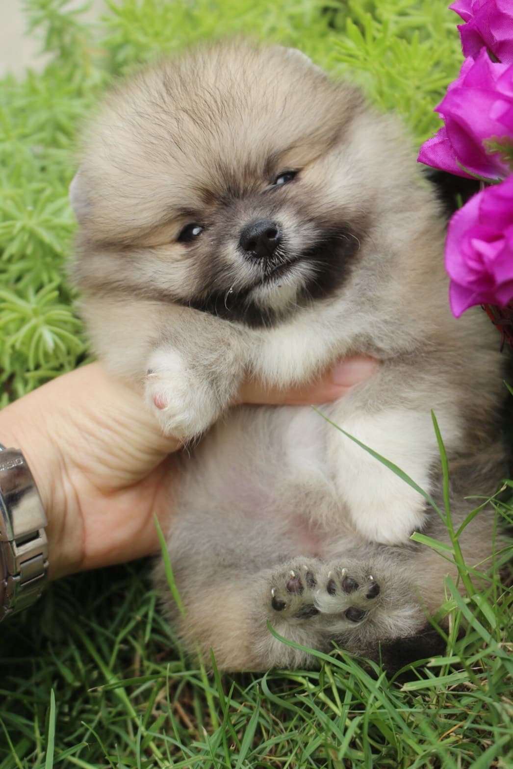 ปอมเมอเรเนียน เพศเมียสีส้ม