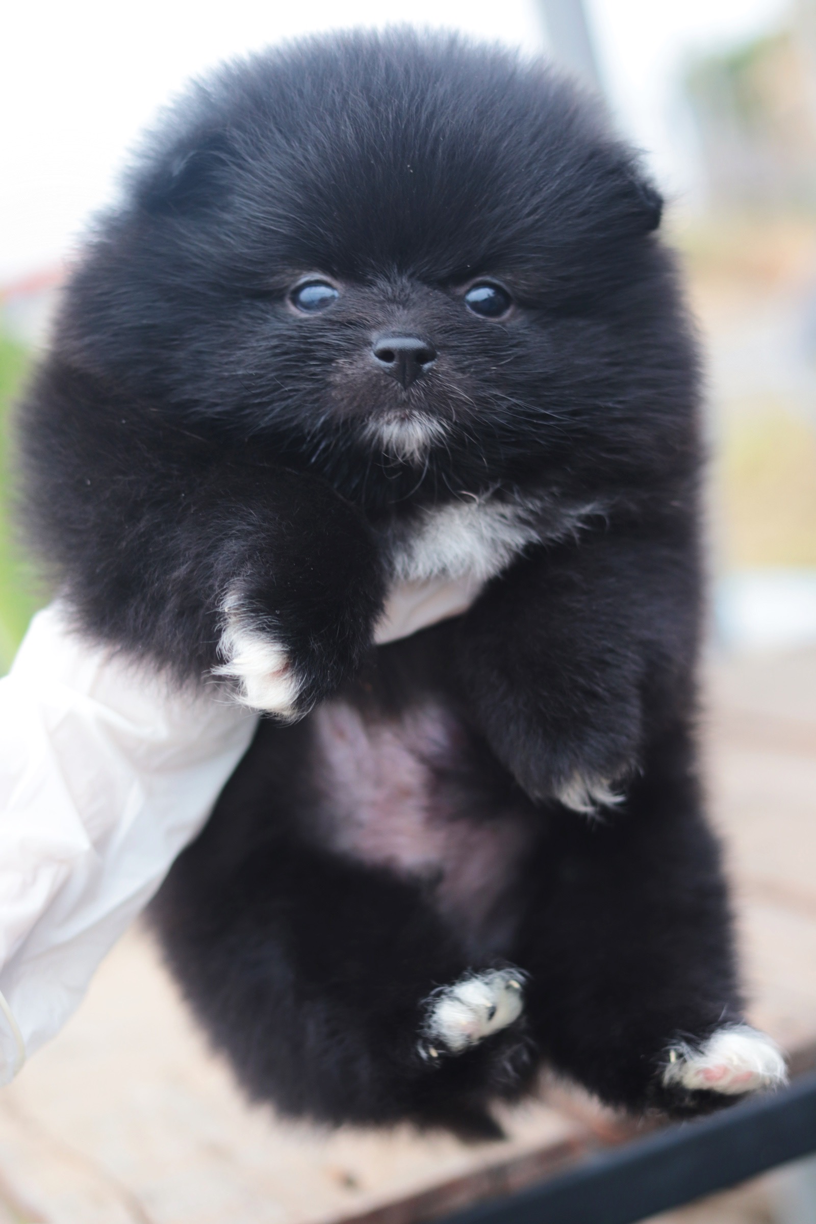 ปอมเมอเรเนียน เพศผู้ สีดำ