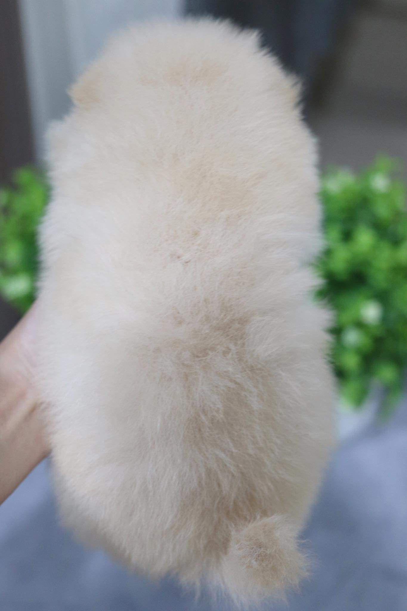 ปอมเมอเรเนียน เพศเมีย