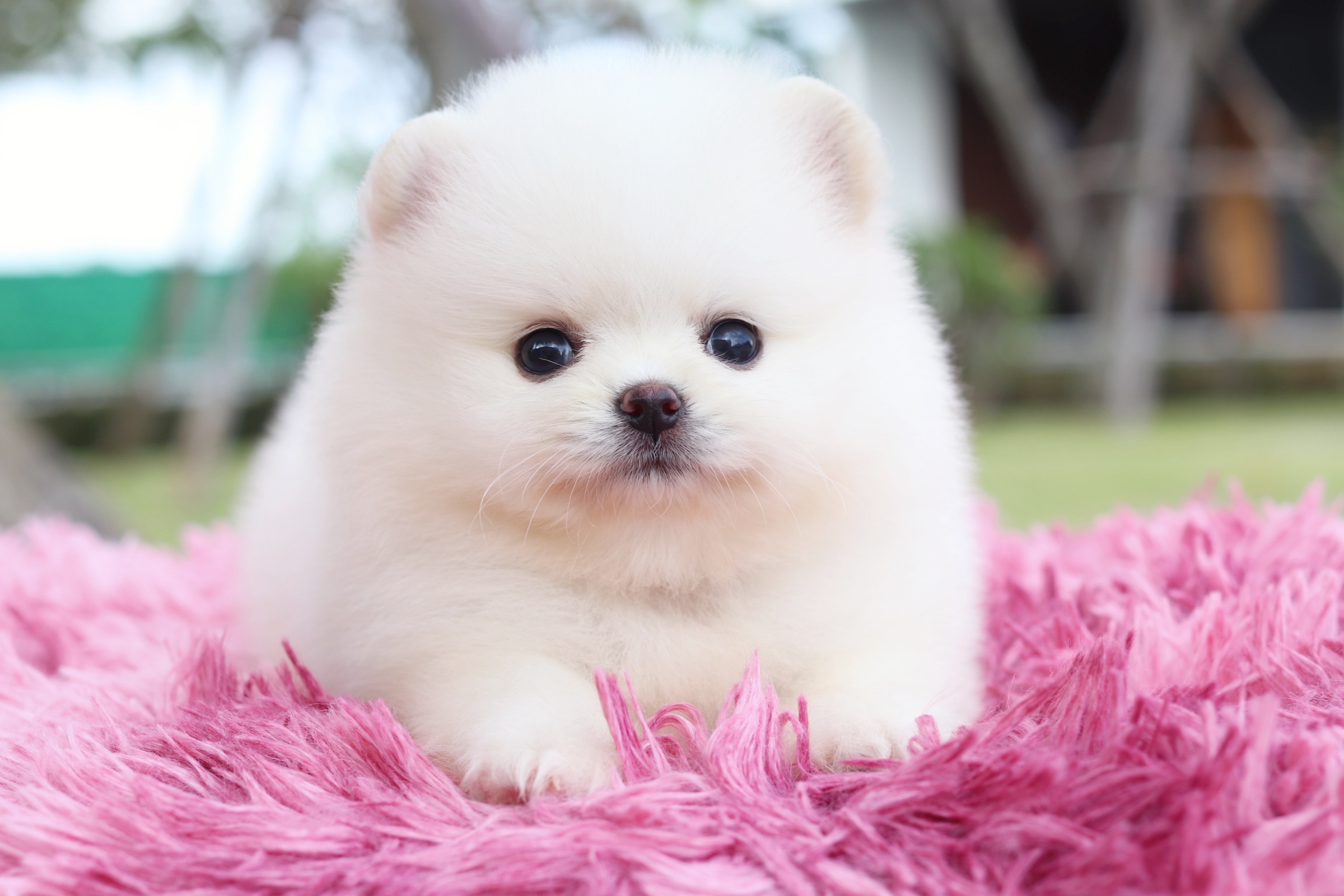 ปอมเมอเรเนียน เพศผู้ สีขาวครีม ไซส์เล็ก