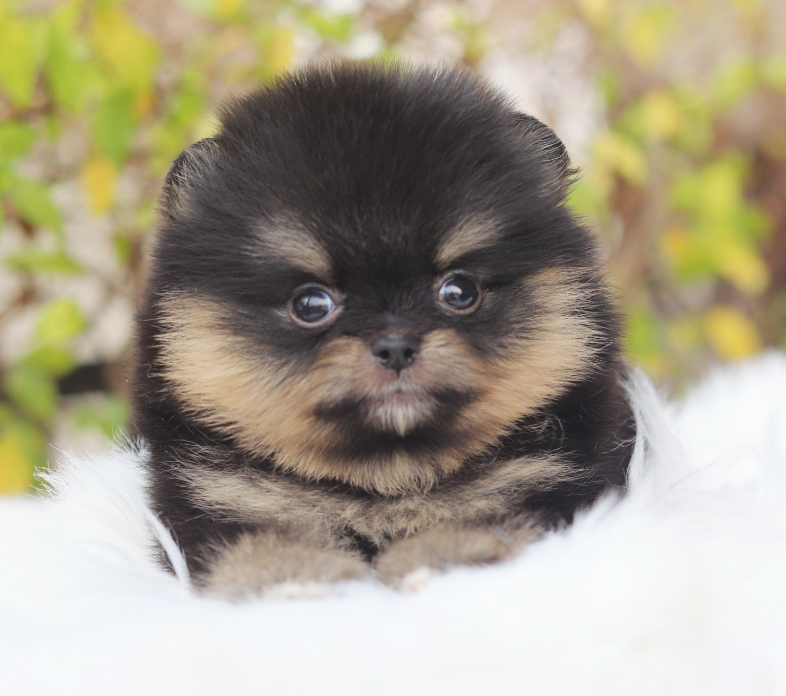 ปอมเมอเรเนียน เพศเมียสีแบล็คแทน