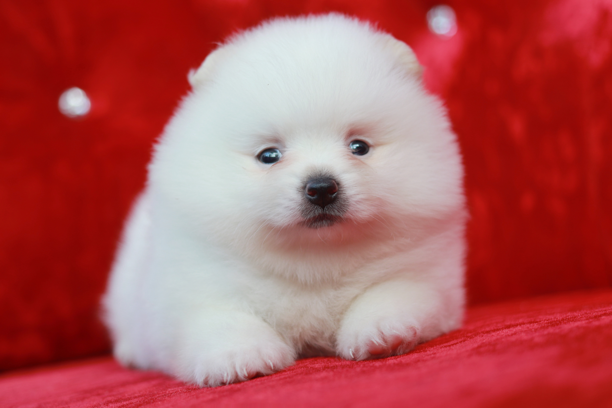 ปอมเมอเรเนียน เพศเมีย