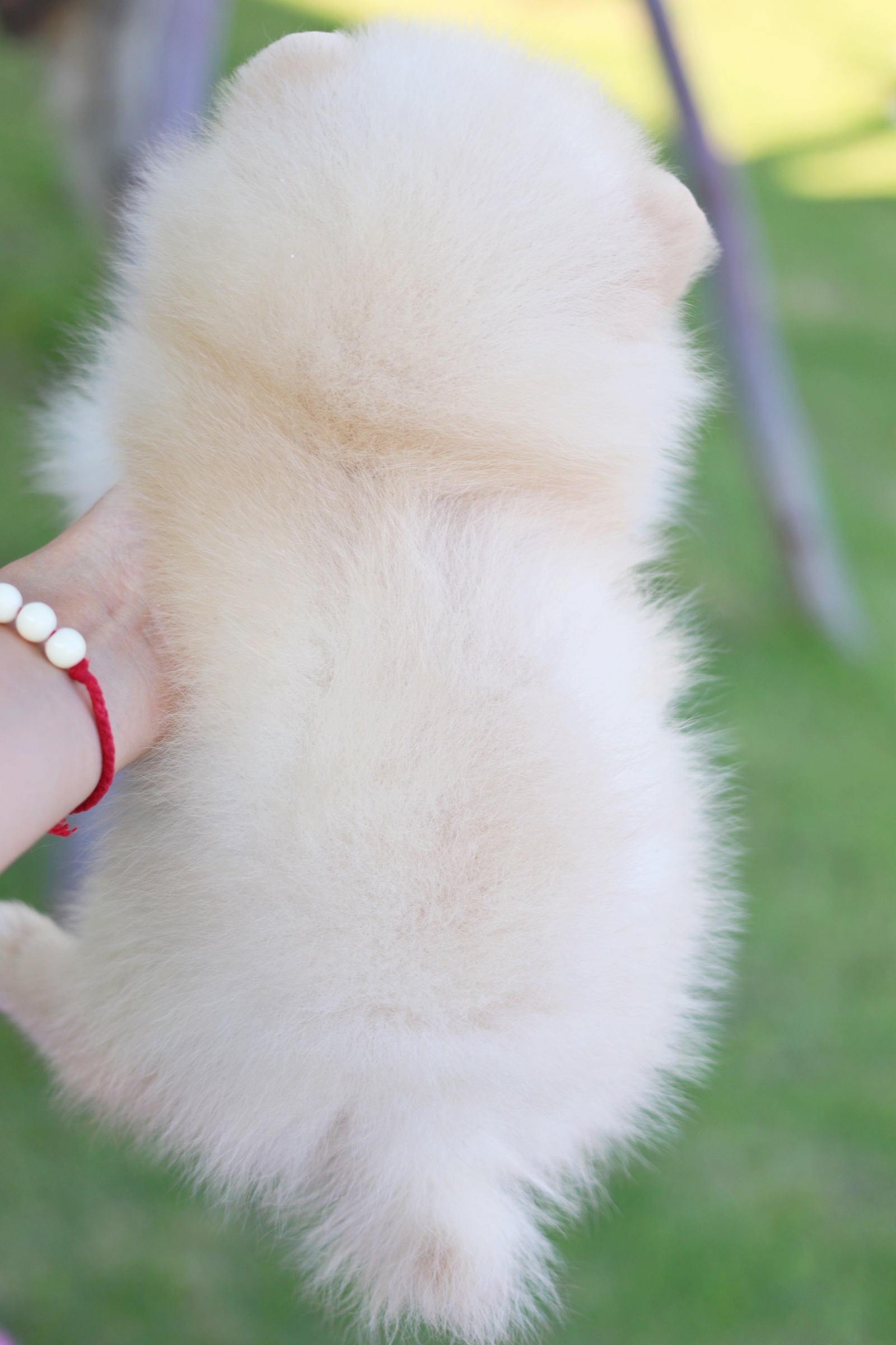 ปอมเมอเรเนียน เพศเมีย สีครีม