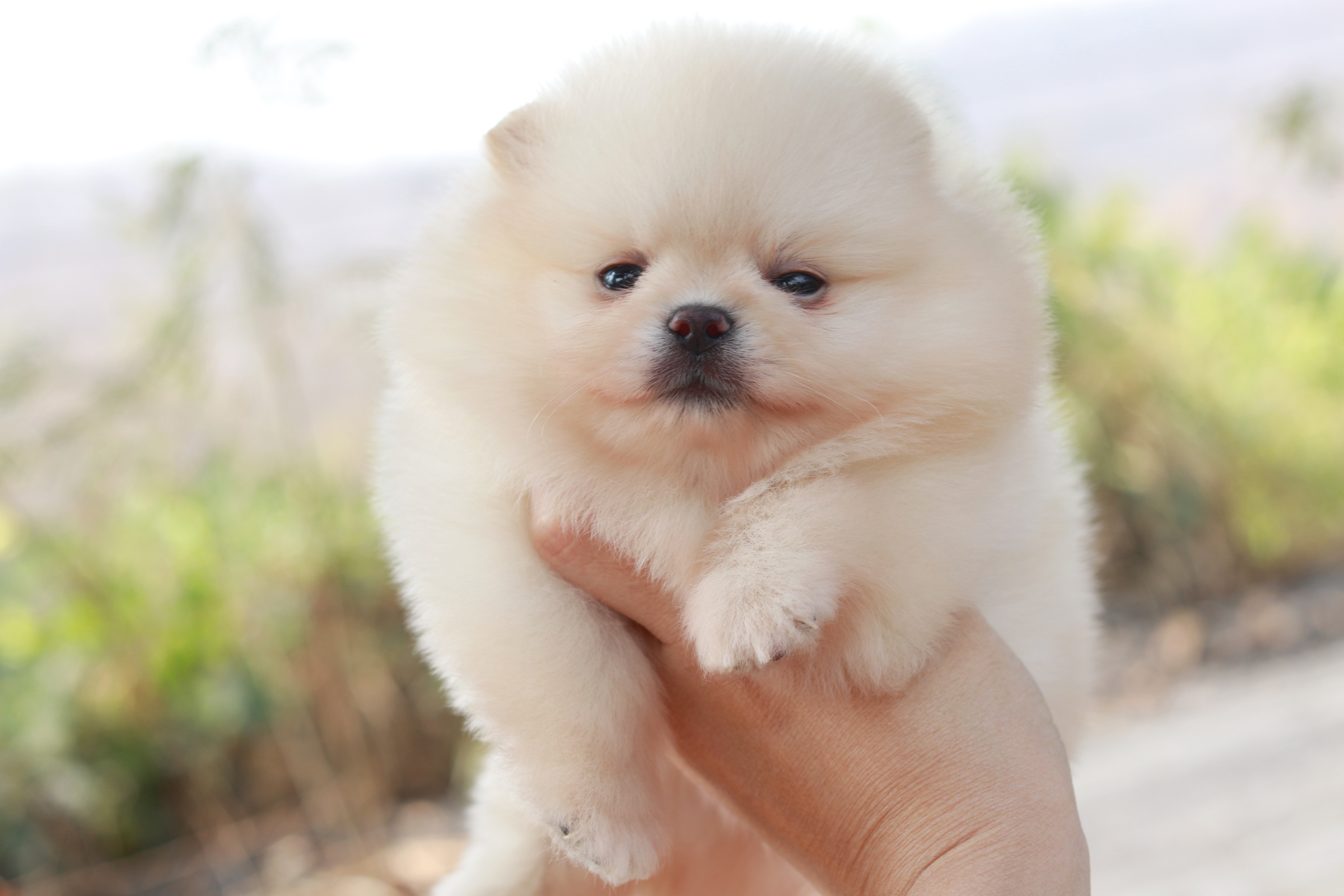 ปอมเมอเรเนียน เพศผู้ ขาวครีม