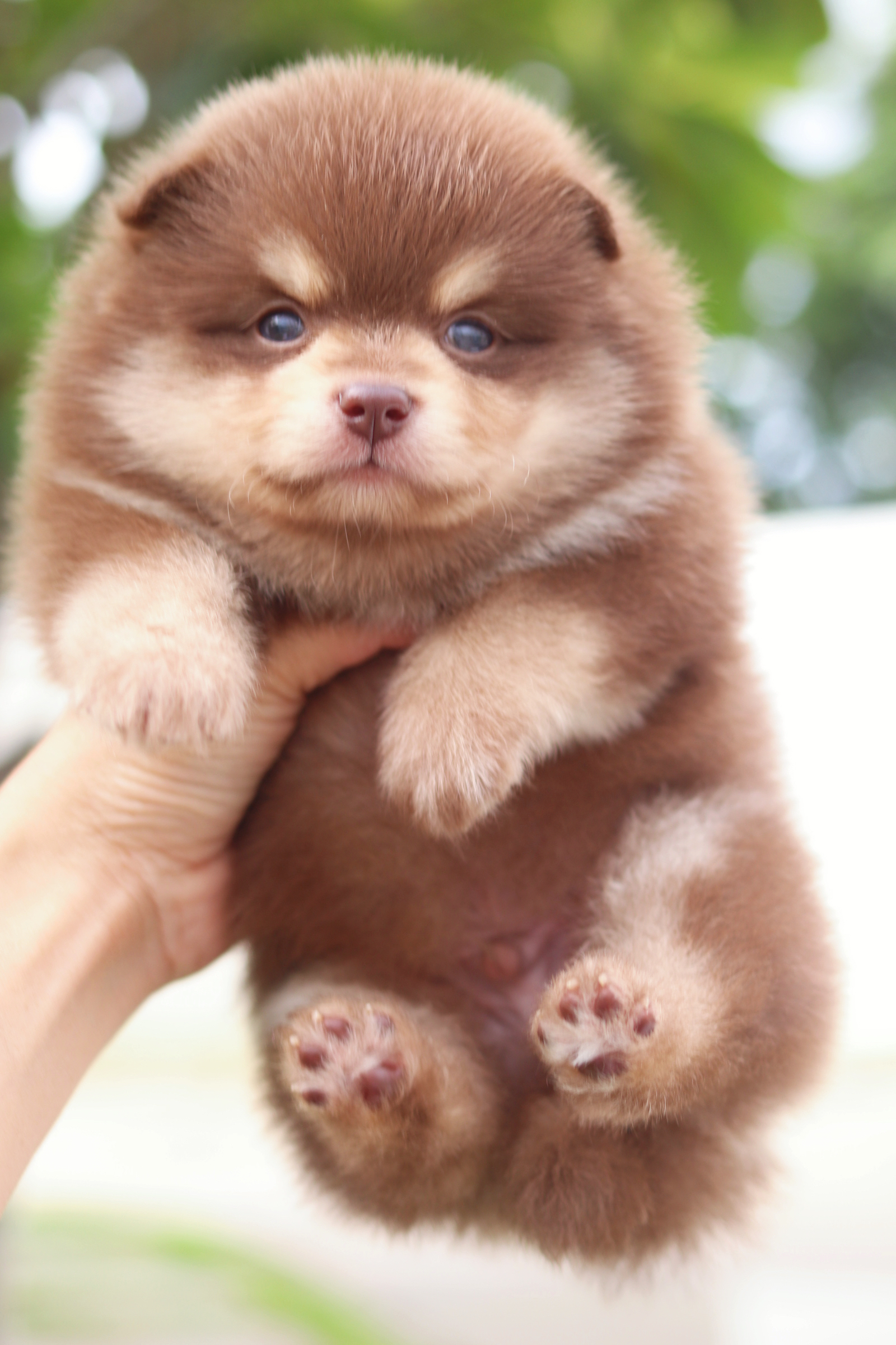 ปอมเมอเรเนียน เพศผู้สีช็อคแทน