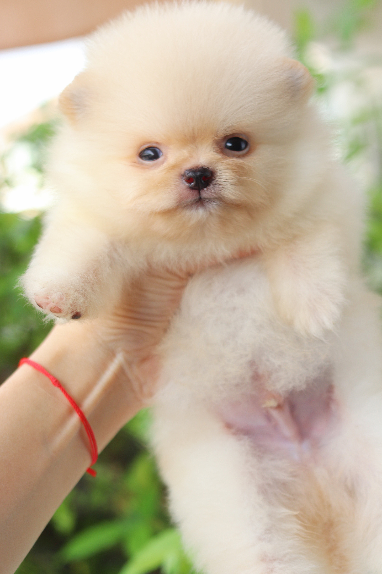 ปอมเมอเรเนียน เพศผู้สีครีม ทีคัพ