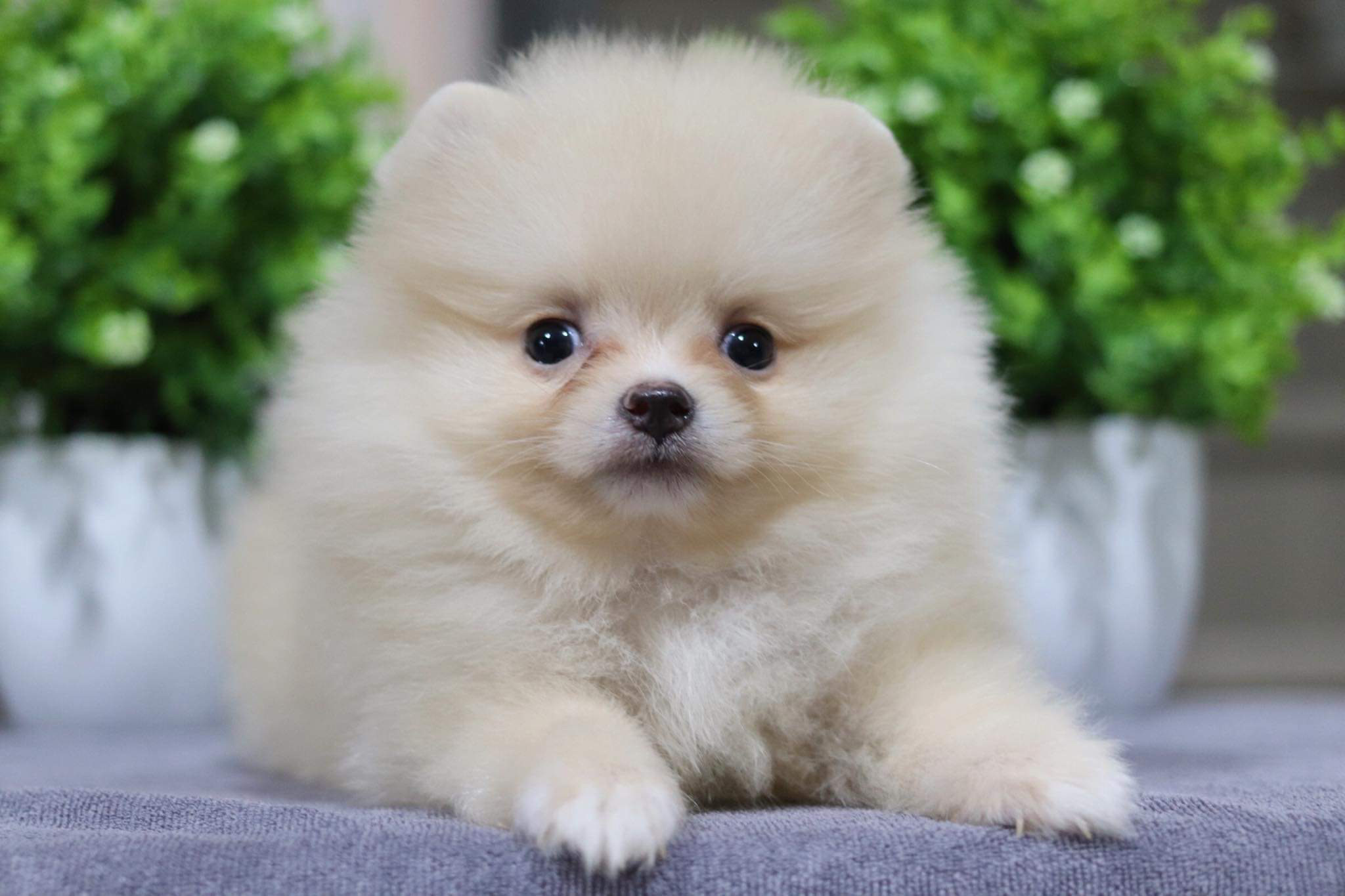 ปอมเมอเรเนียน เพศผู้