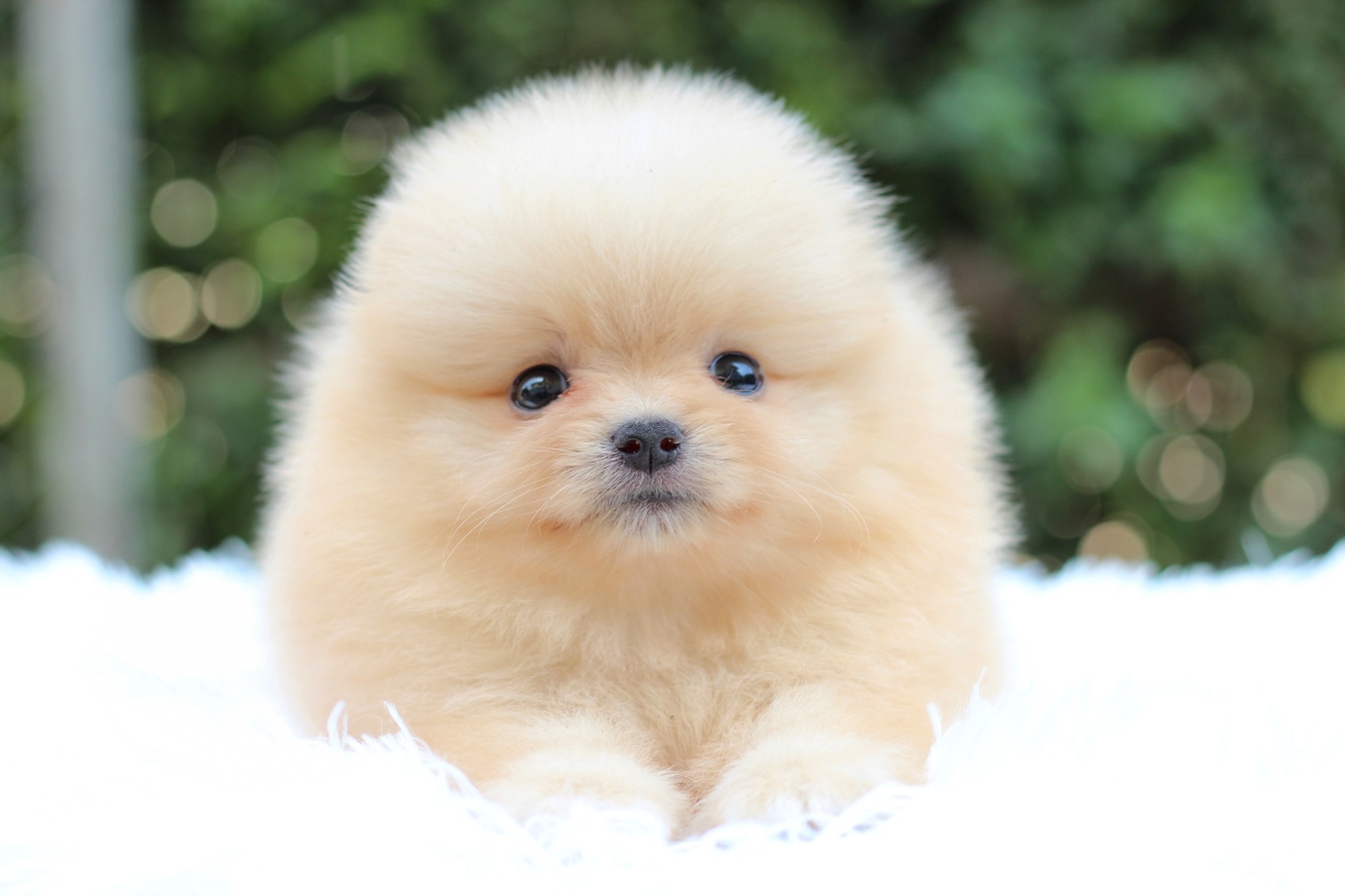 ปอมเมอเรเนียน เพศผู้ สีครีม