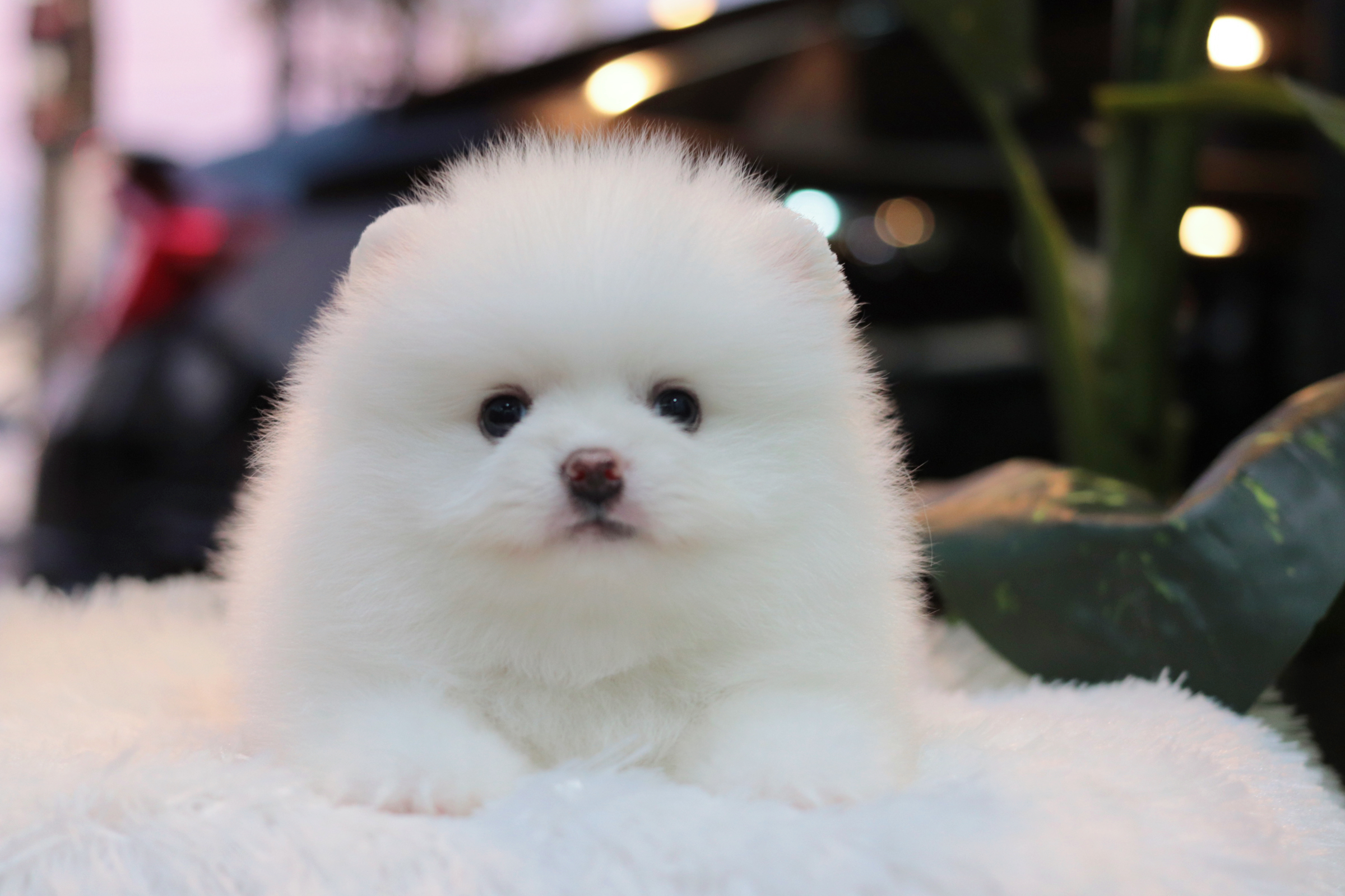 ปอมเมอเรเนียน เพศผู้ สีขาว ขนแน่น เกรดโชว์