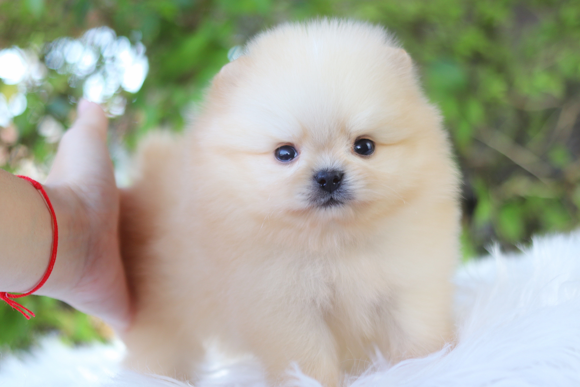 ปอมเมอเรเนียน เพศผู้ สีครีม เกรดโชว์