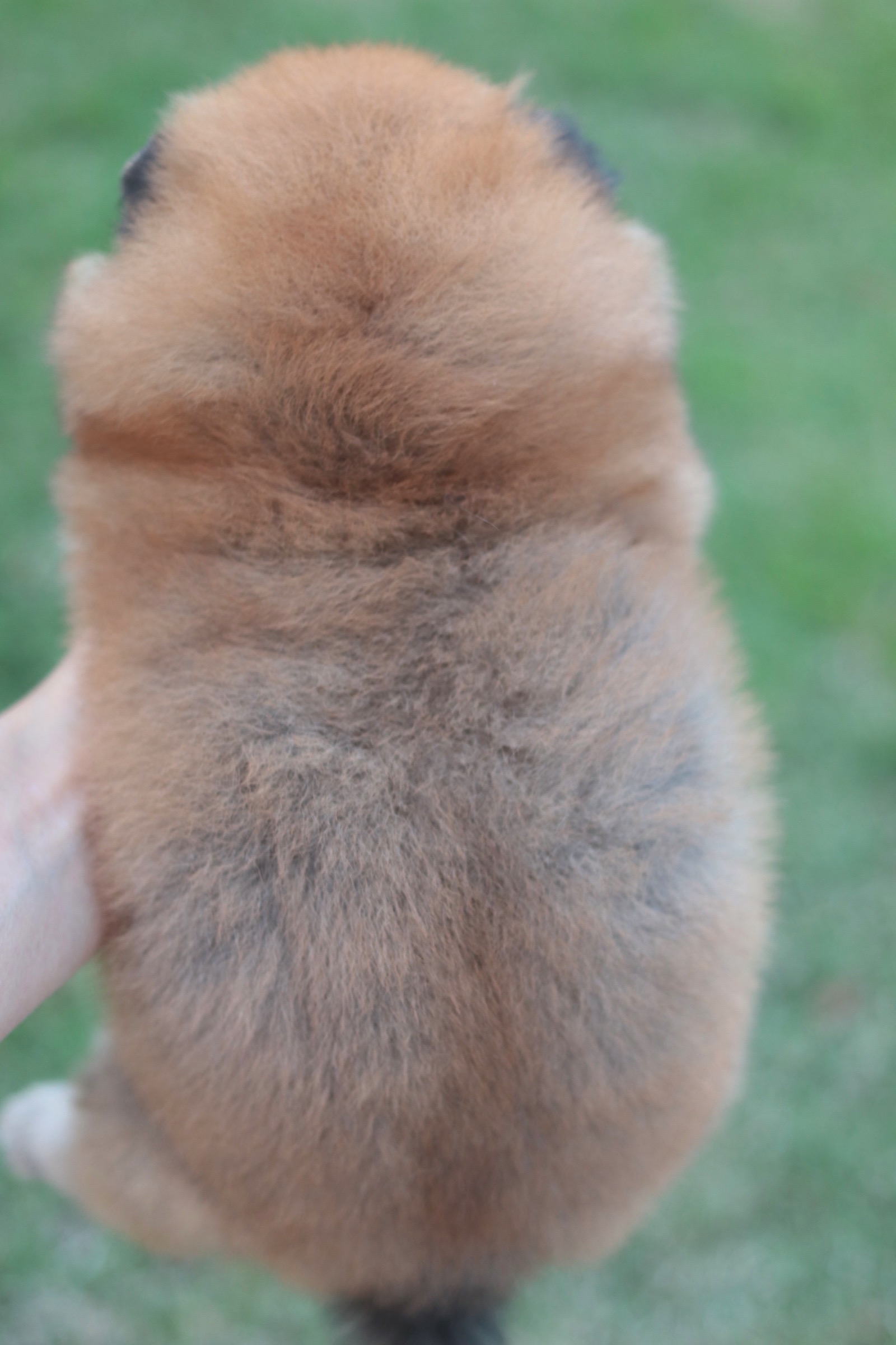 ปอมเมอเรเนียน เพศผู้ สีส้ม