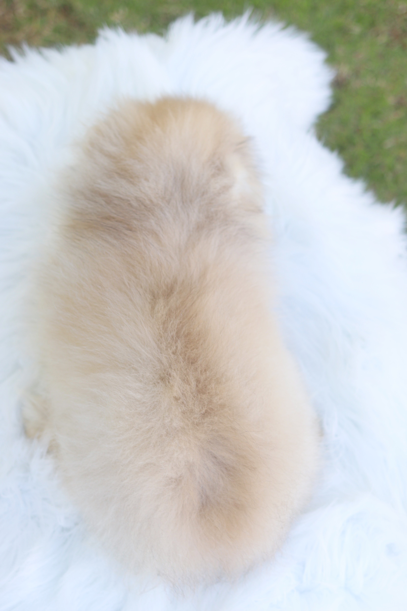 ปอมเมอเรเนียน เพศเมียสีส้ม